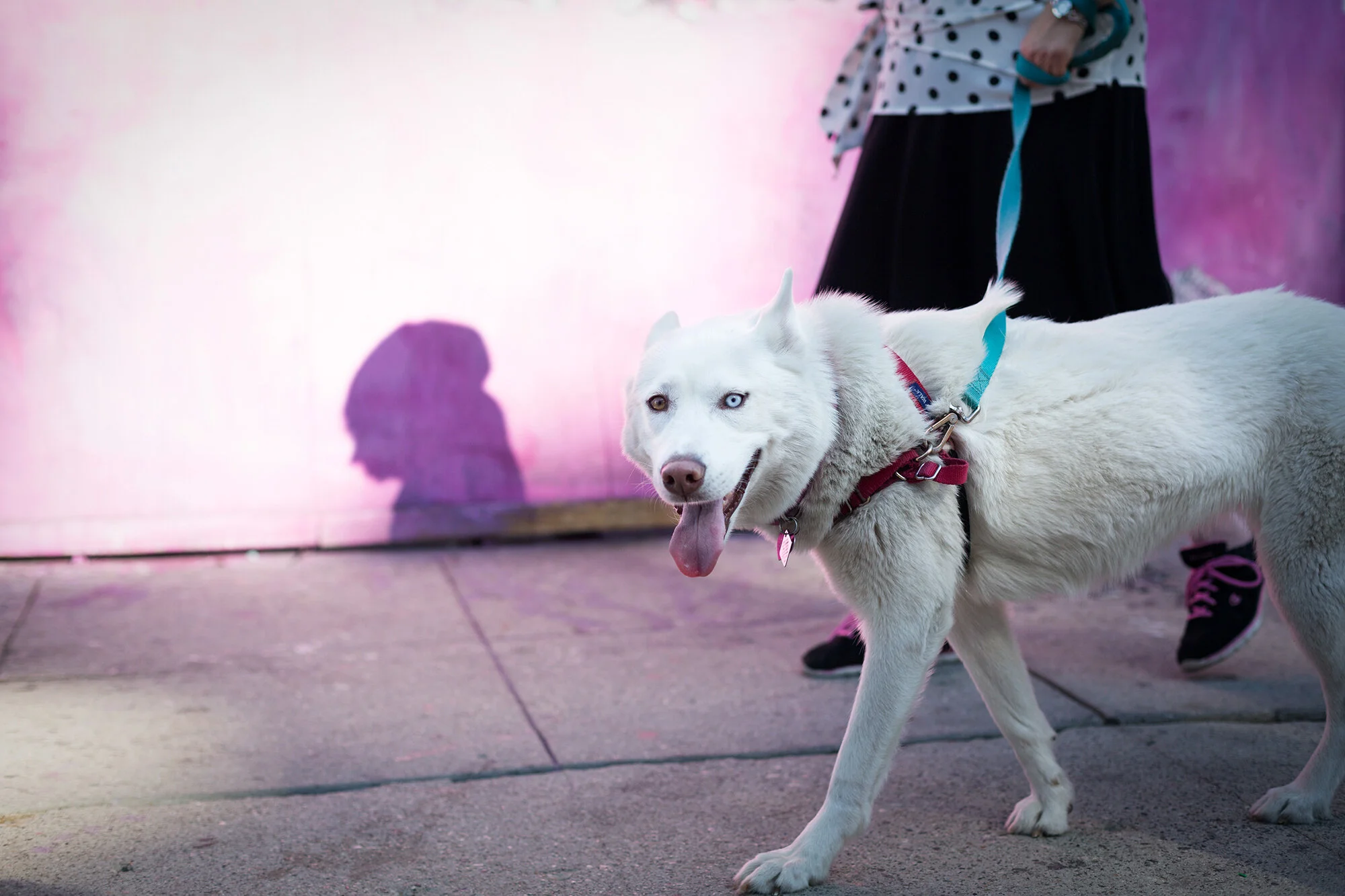 LA-husky.JPG