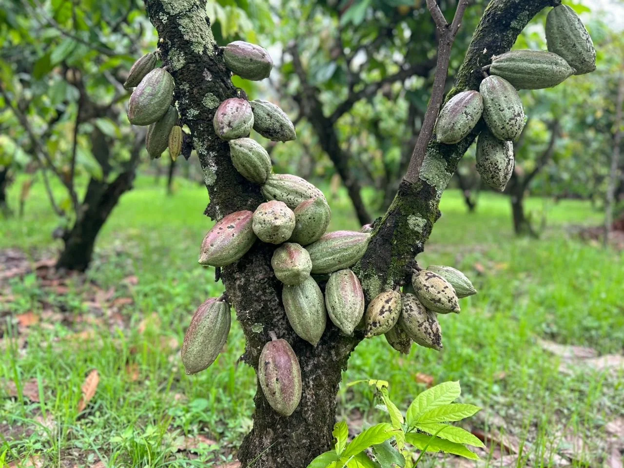 Cocoa tree with fruits.jpg