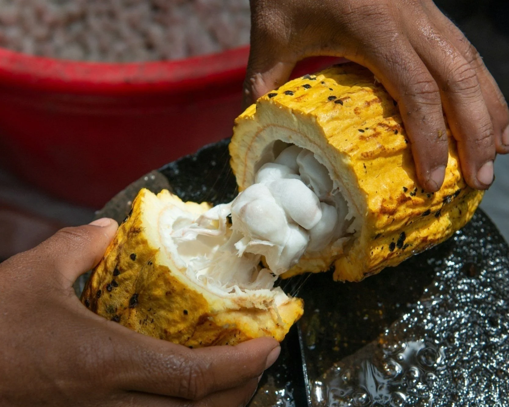 Person opening a cocoa pod to reveal white cocoa beans inside.