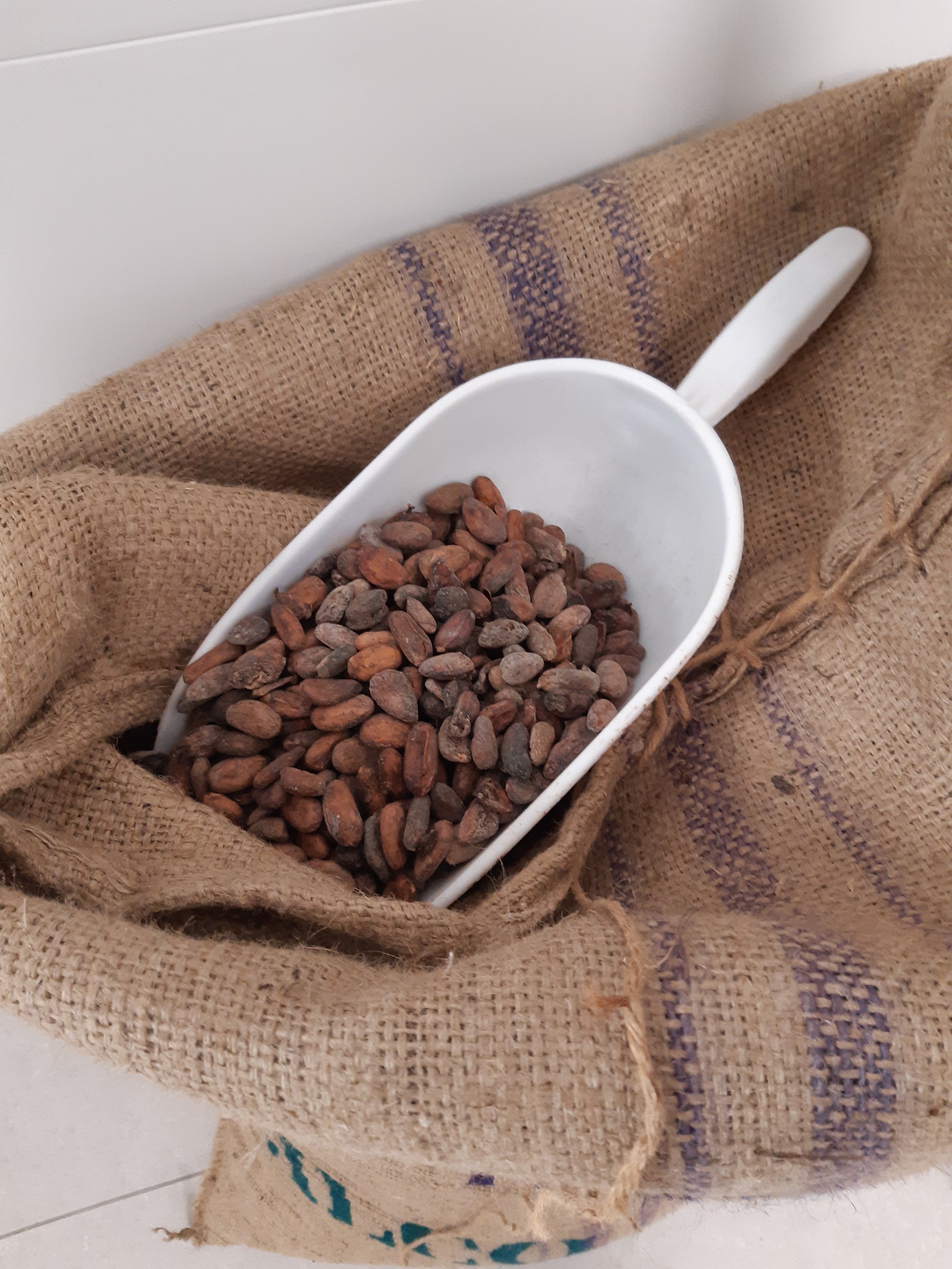Cocoa beans in a scoop on a burlap sack
