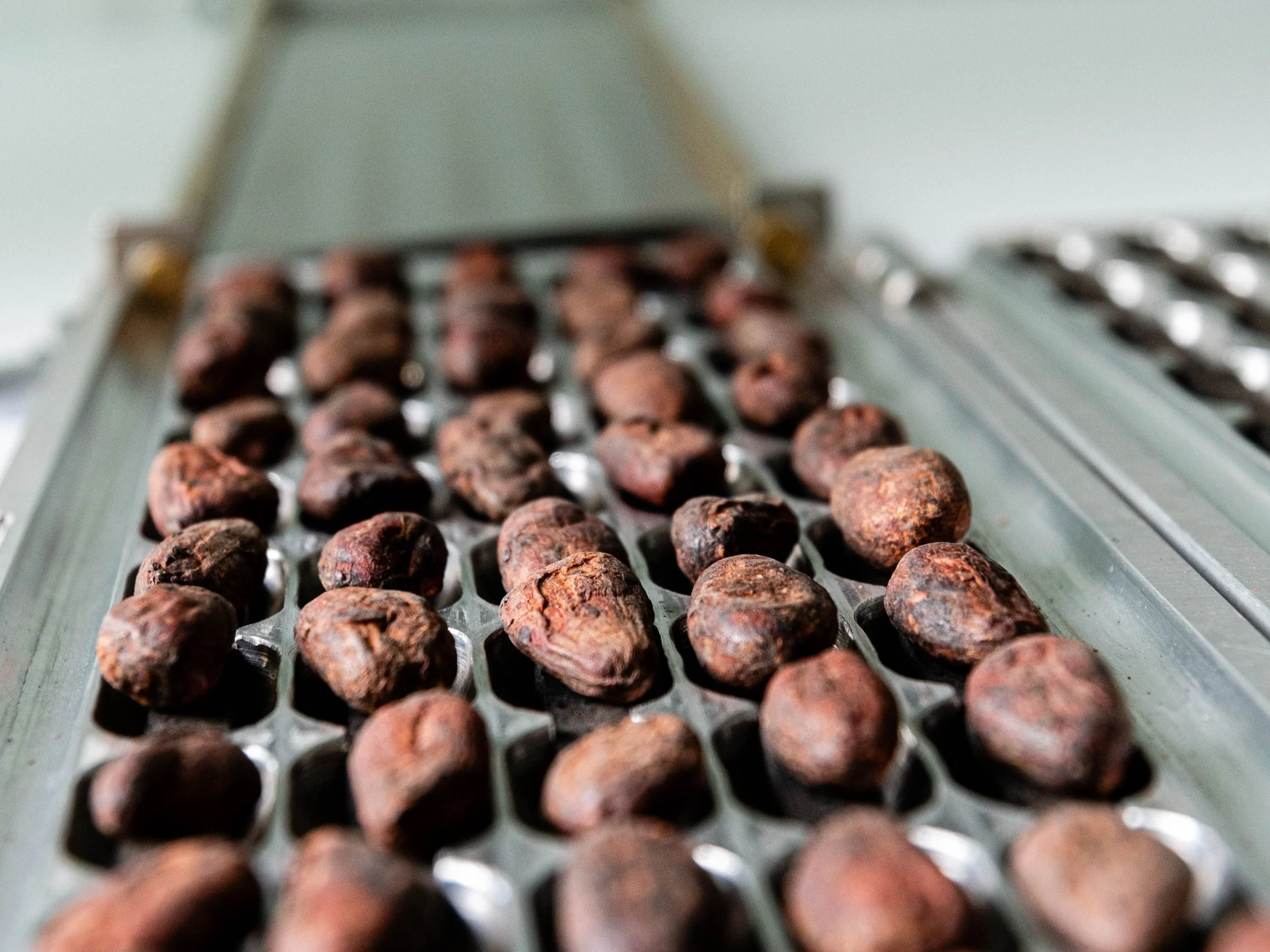 Roasted cocoa beans on a metal tray in a chocolate processing facility.
