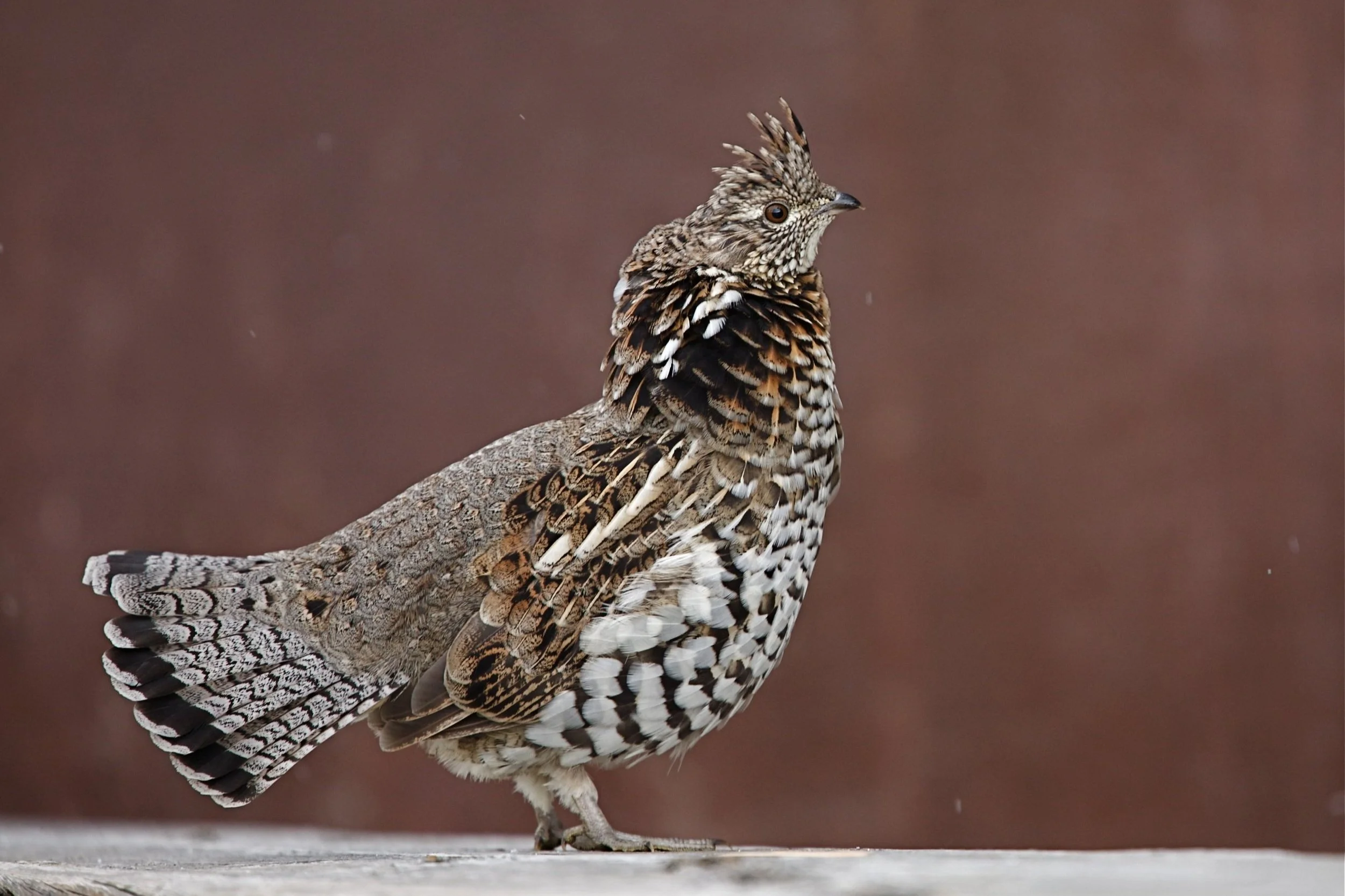 The Spruce grouse, rare bird highly prized by birders attending the Adirondack Boreal Birding Festival..