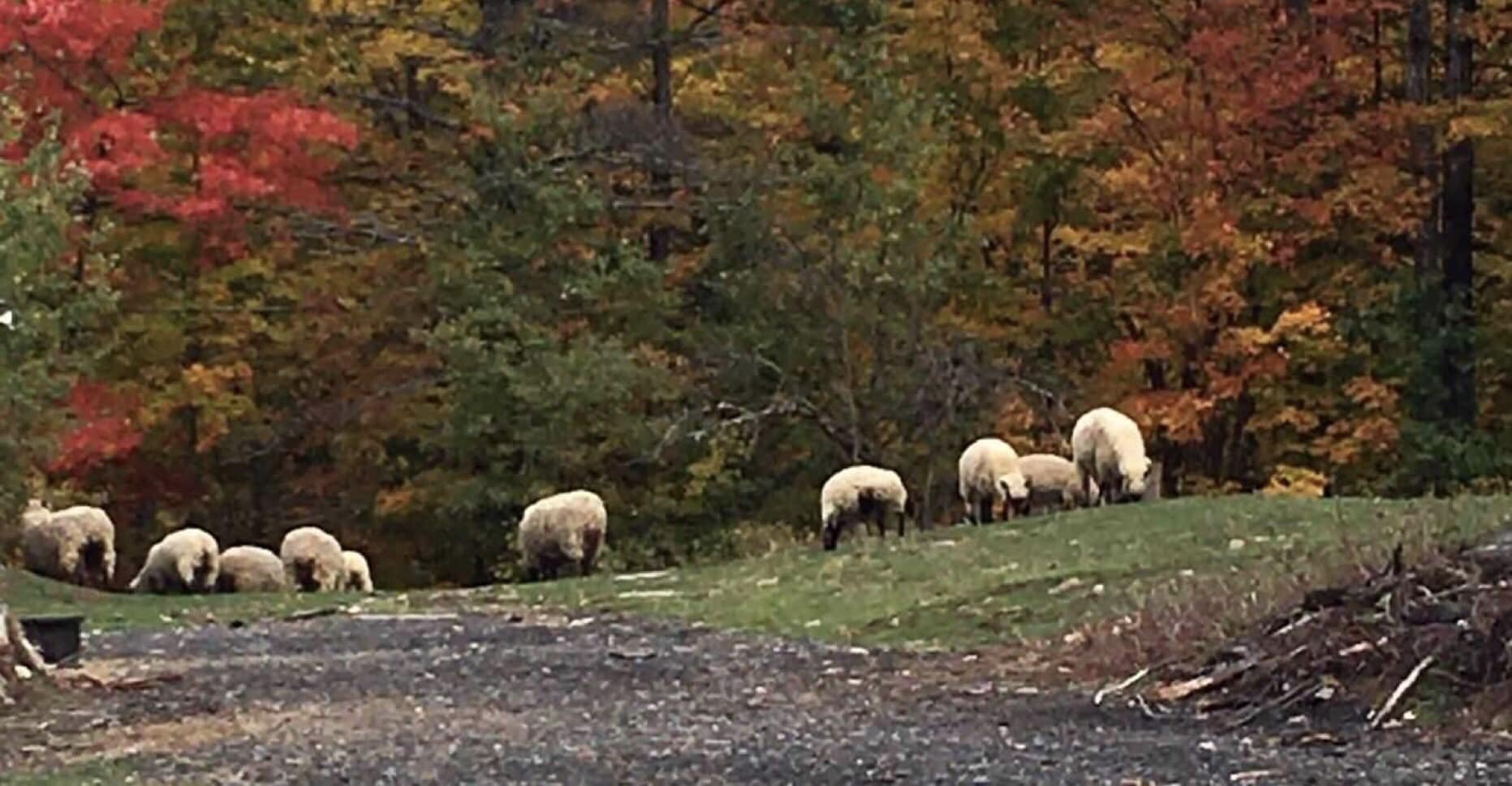 Sheep on Thurman Fall Farm Tour.jpeg