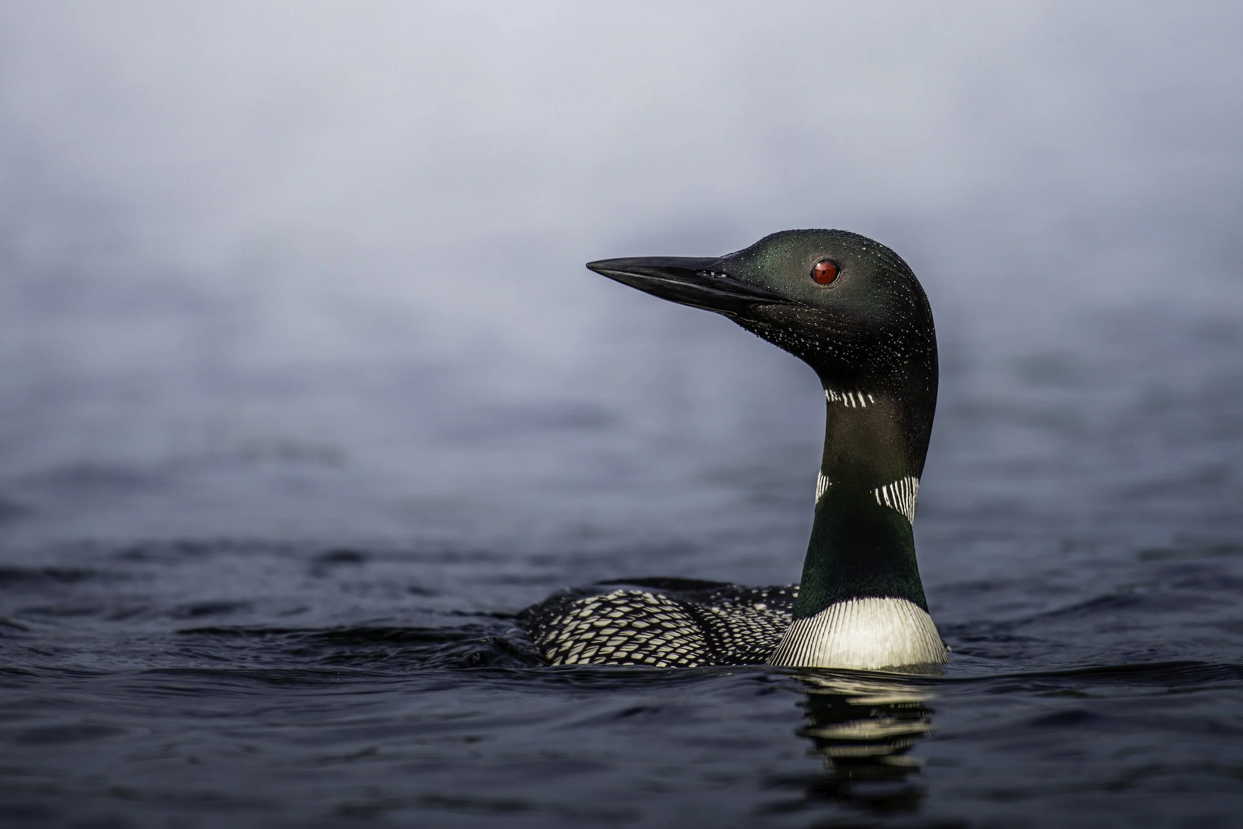 Common loon in the Adirondack Park