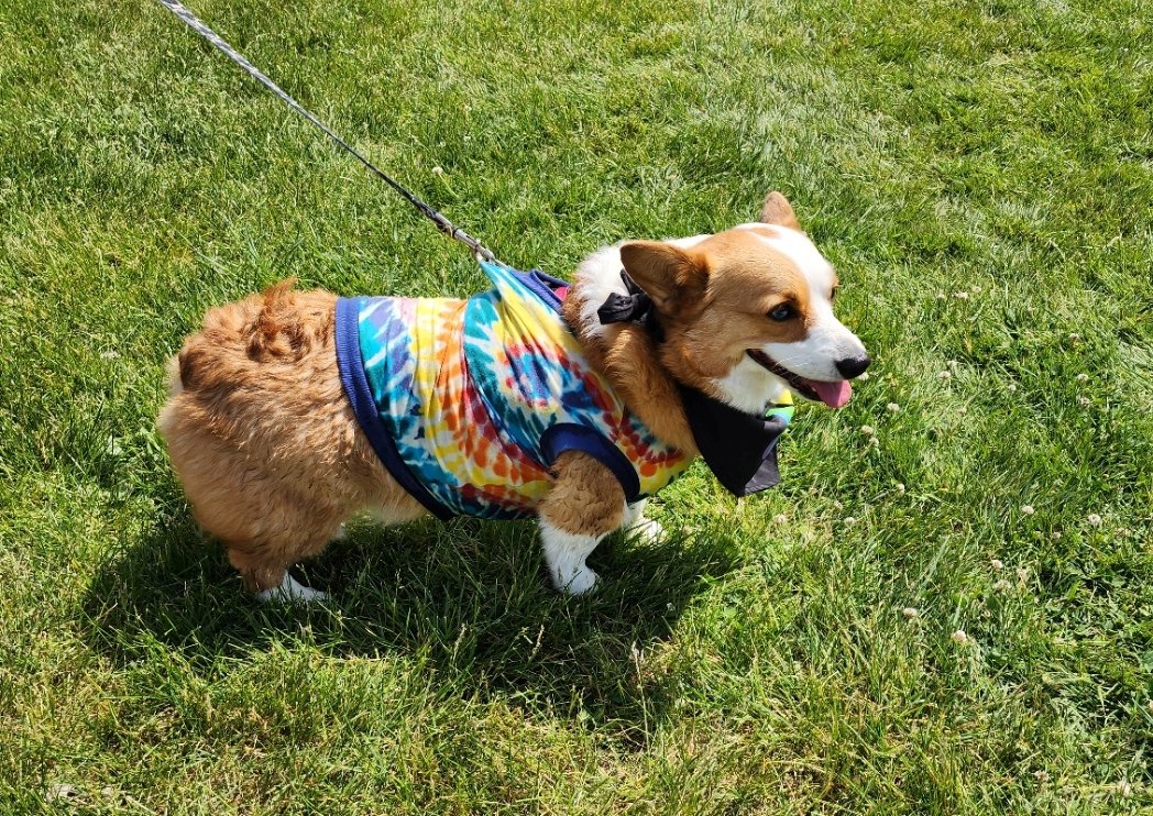 Woofstock-Corgi.jpeg