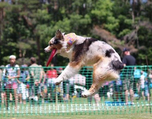 Dog agility demonstration at Adirondack Woof Stock 2025