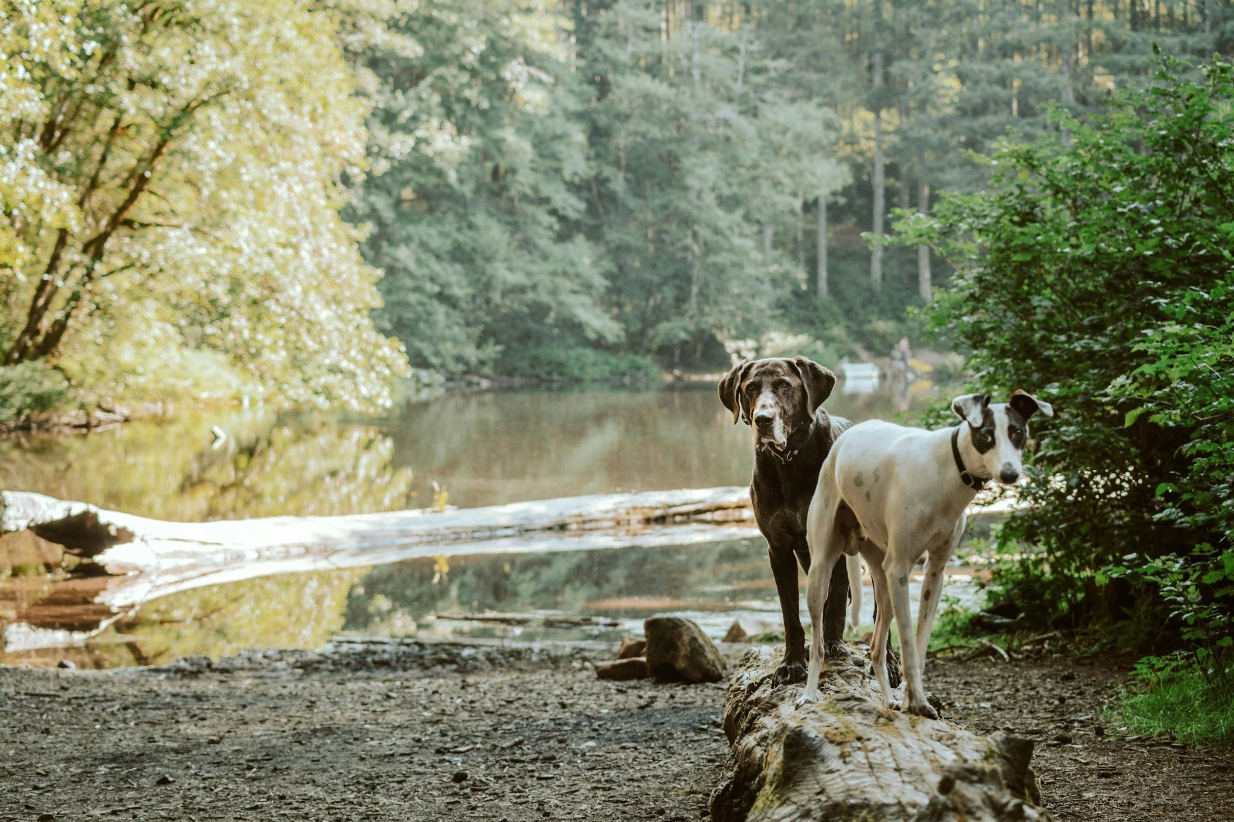 Bark in the Park | Tupper Lake | September 15