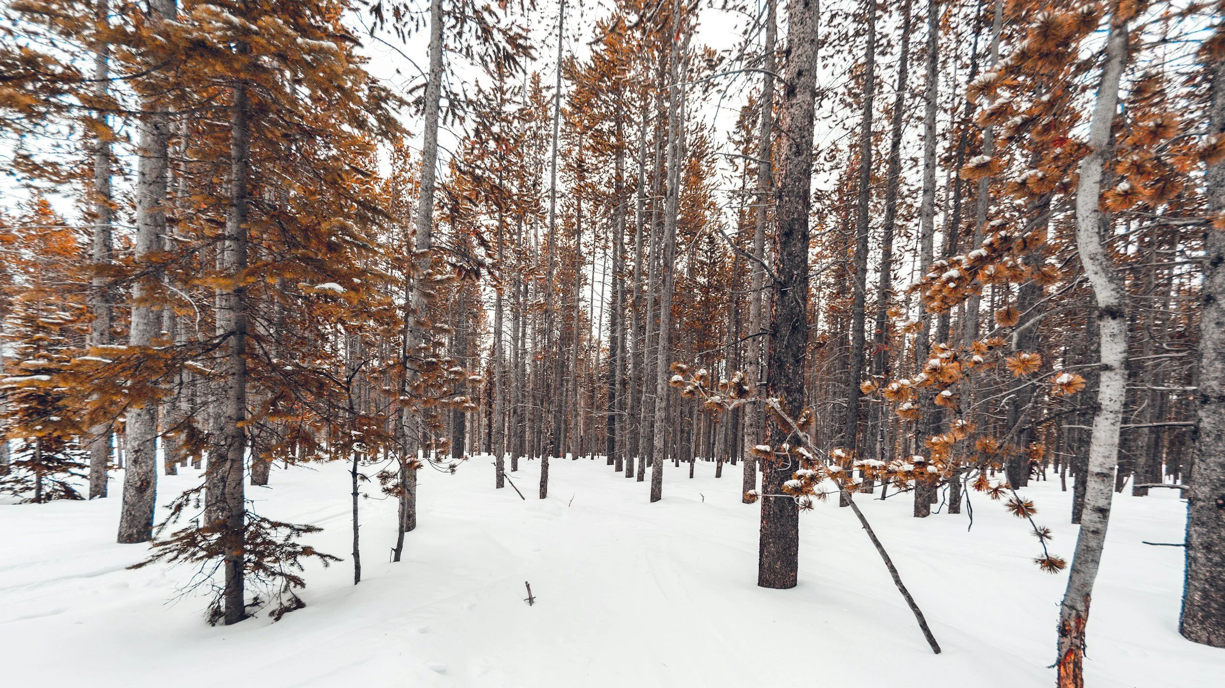 Nature Sensory Walk | Lake Placid | December 15