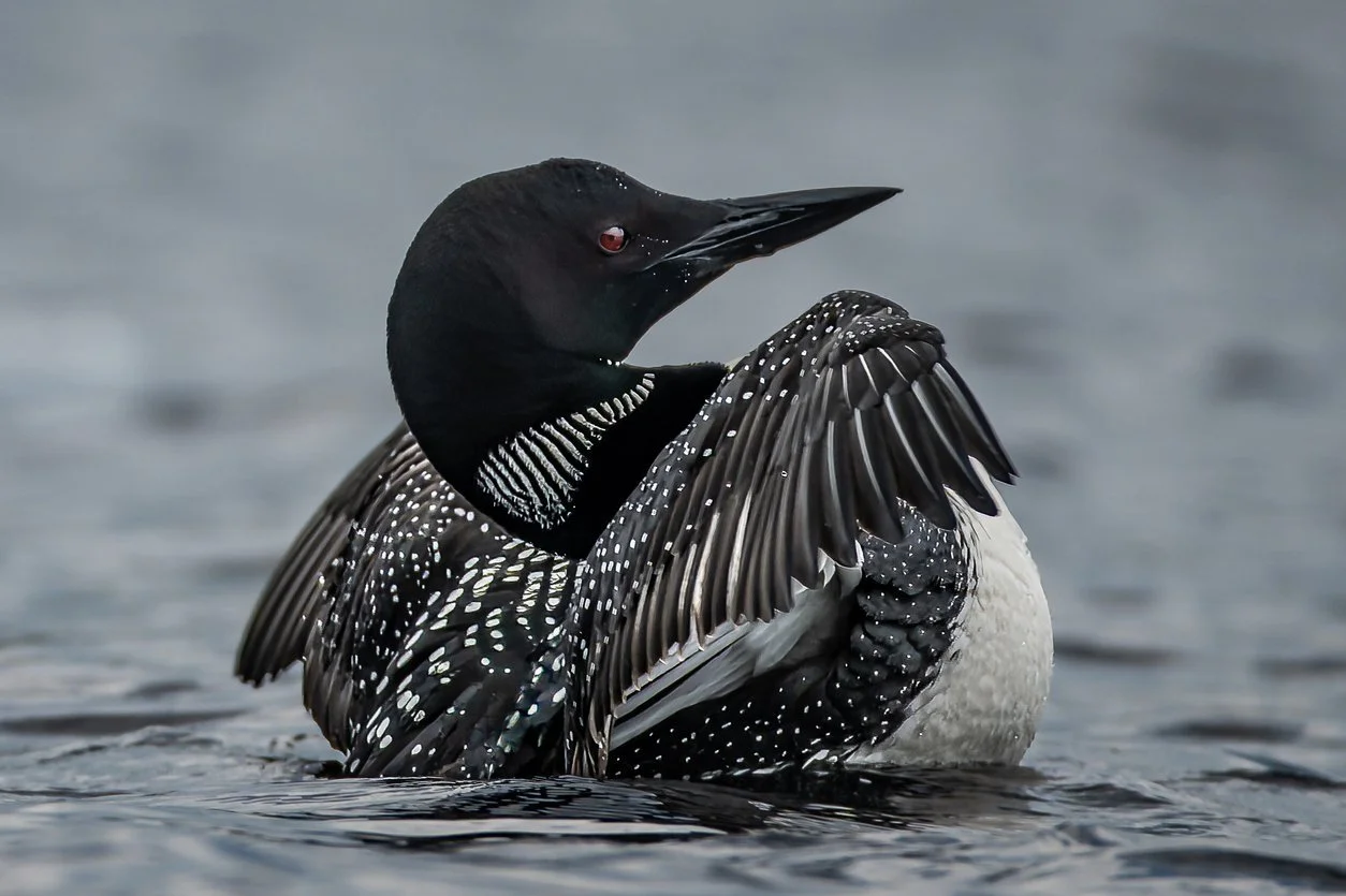 Are Loons on Thin Ice? | Adirondack History Museum | Elizabethtown | July 31, 2025