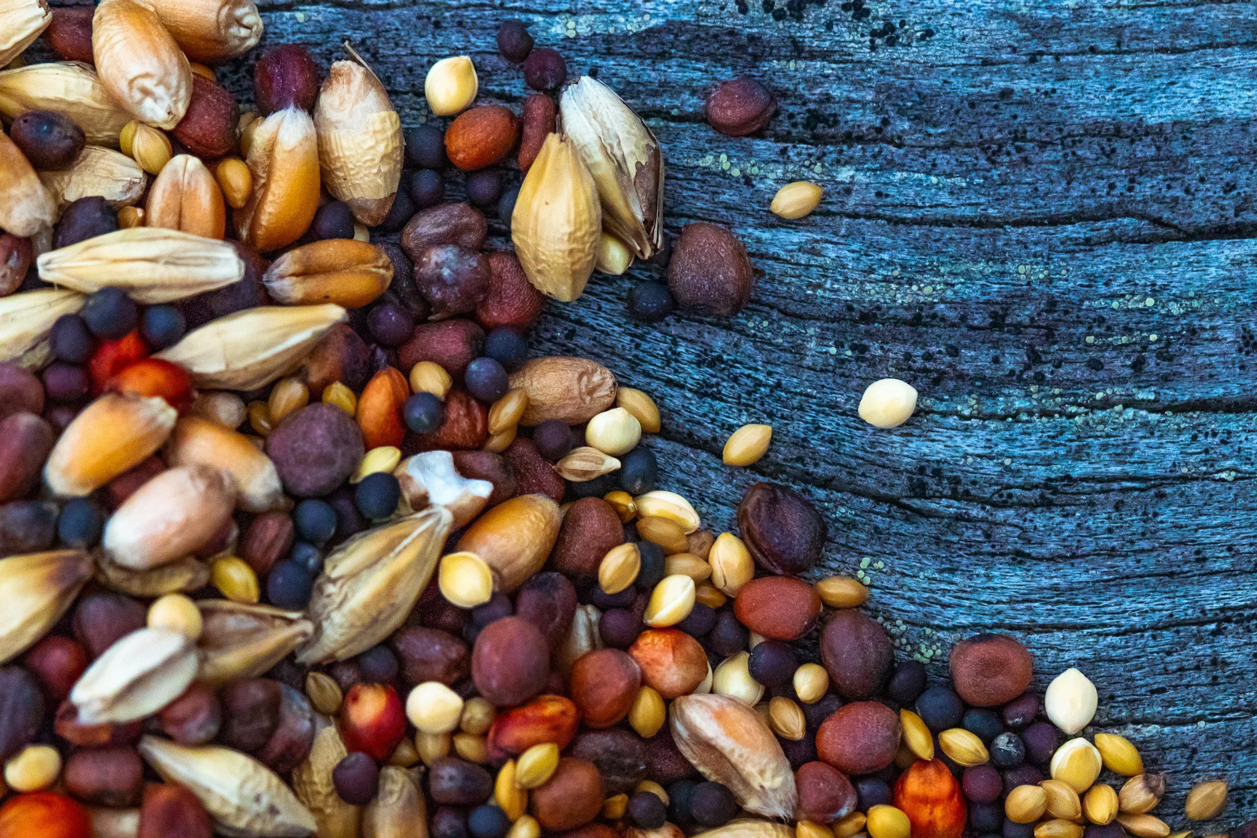 2025 Adirondack Harvest Festival Seeds and Grains.
