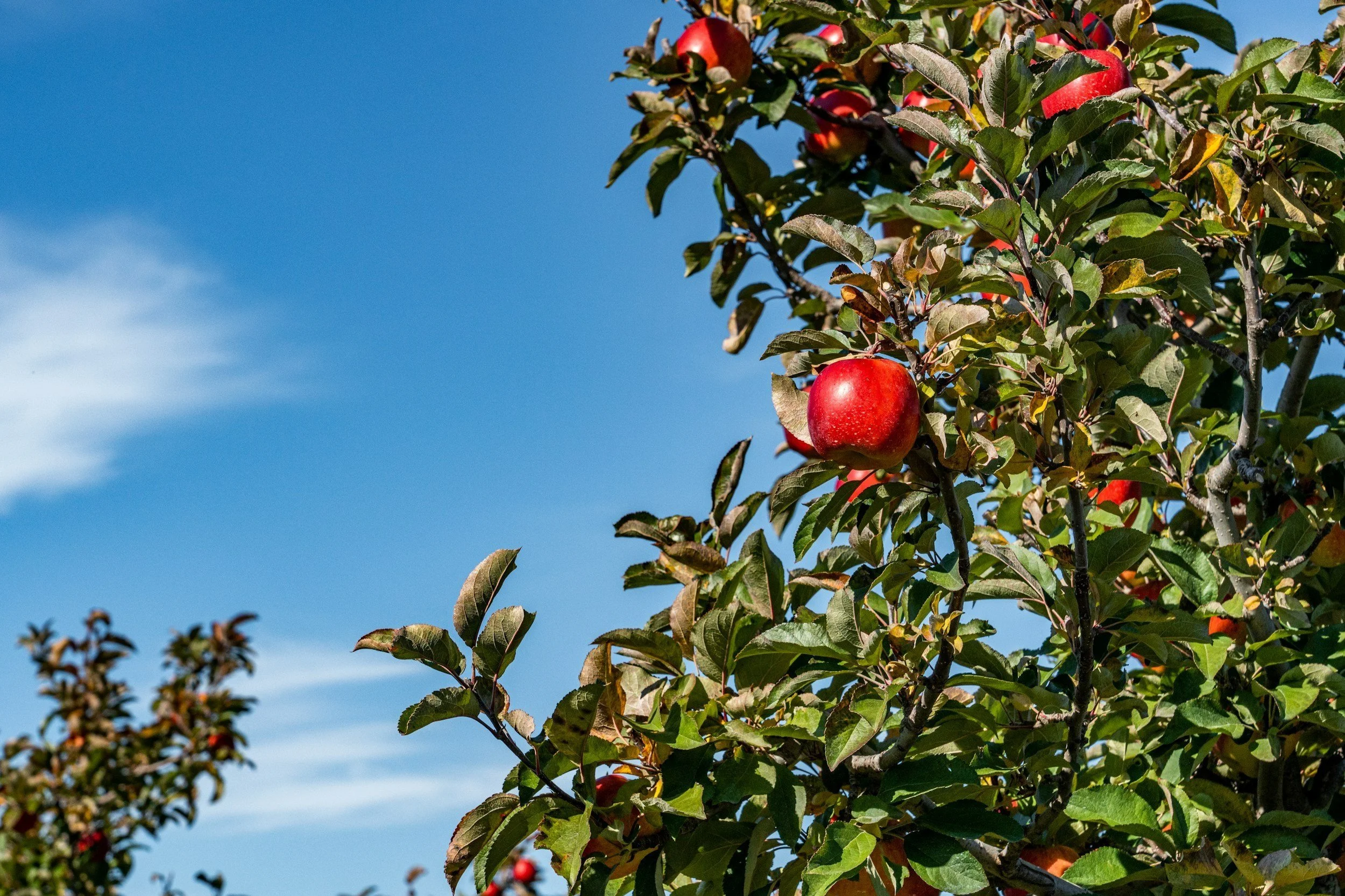 Apple Picking | Corn Maze | Rulfs Orchard | Now to October 31, 2025