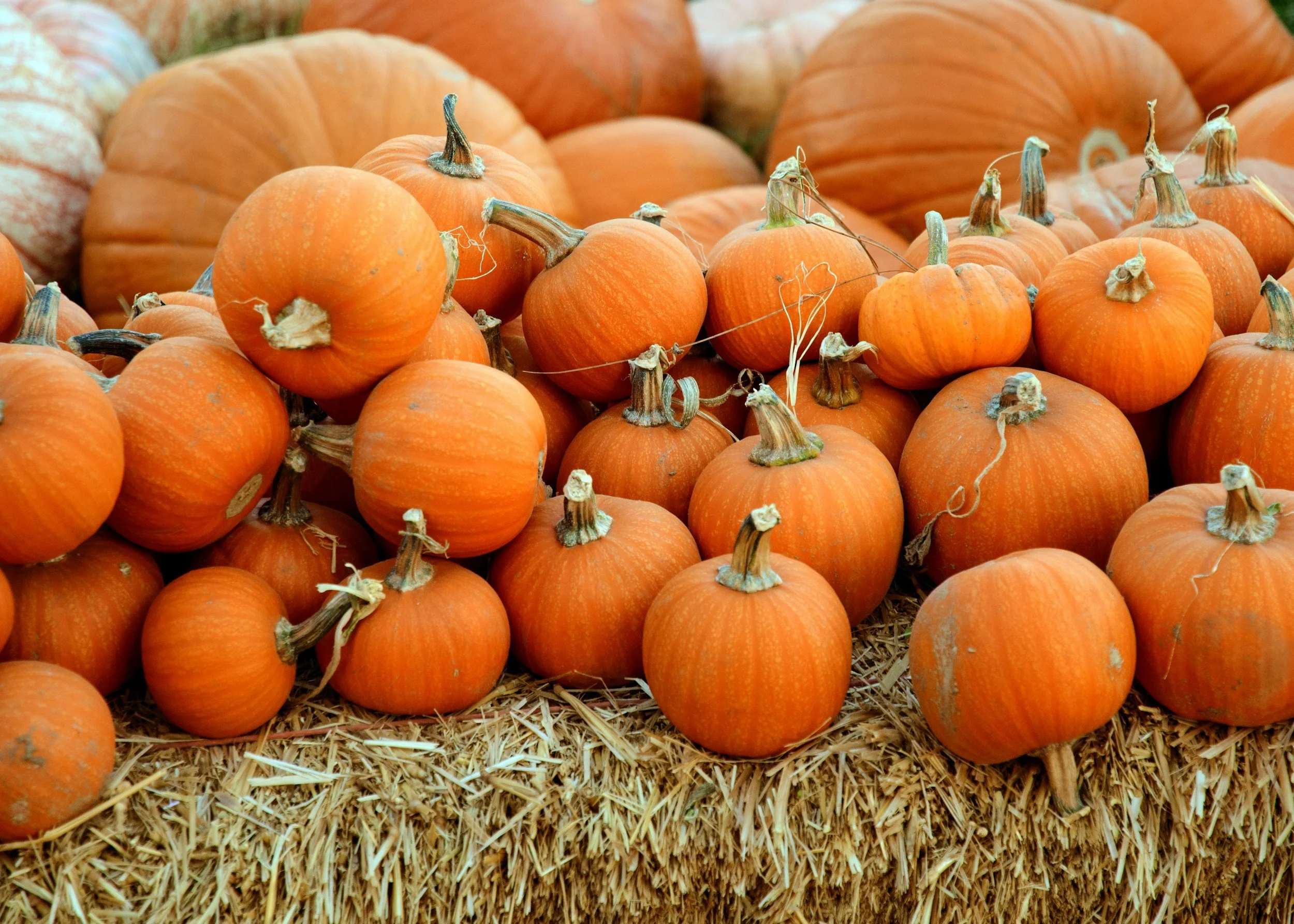 Adirondack fall farmers market