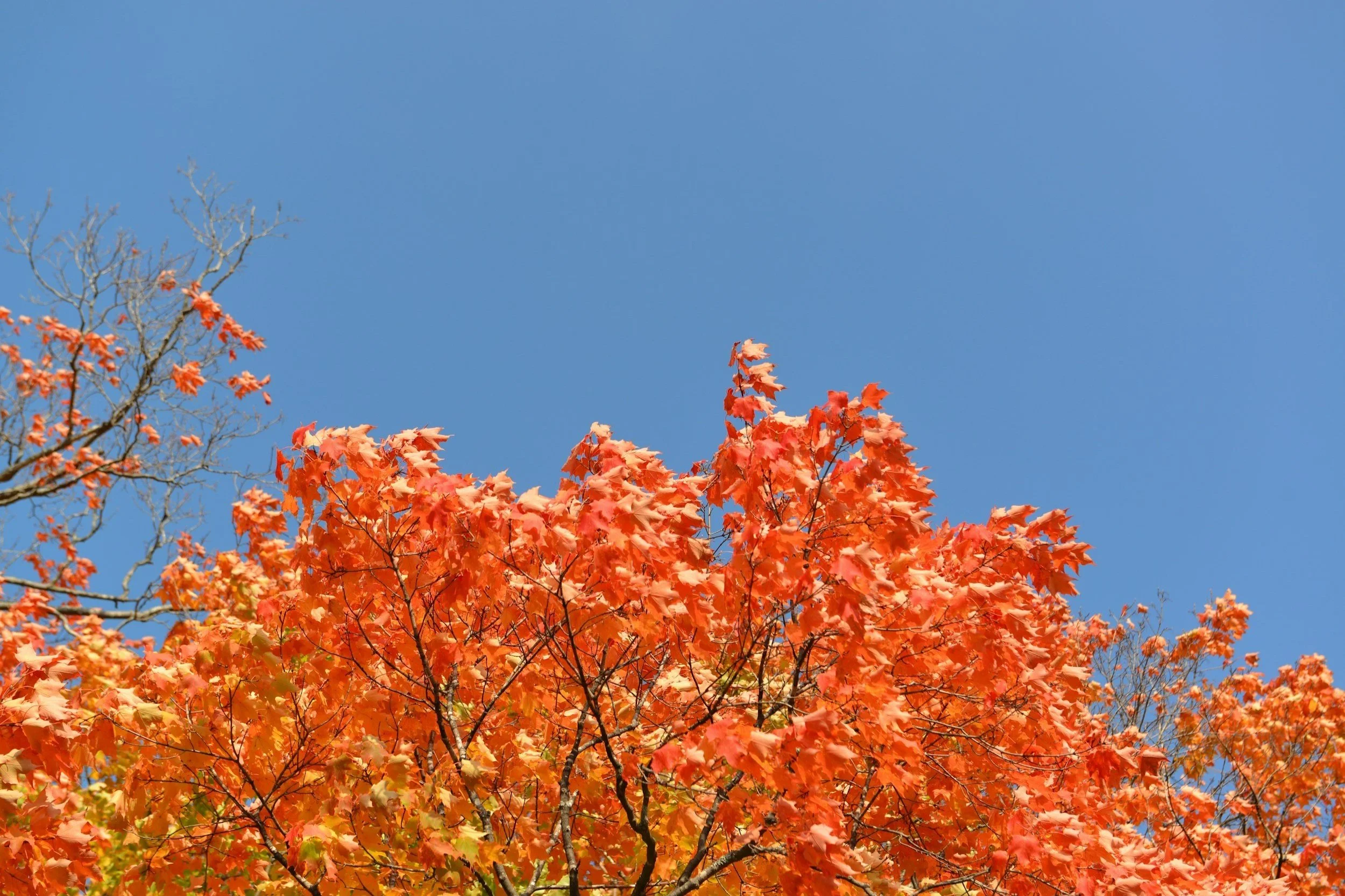 Inlet’s Fall Festival | Central Adirondacks | September 20-21, 2025