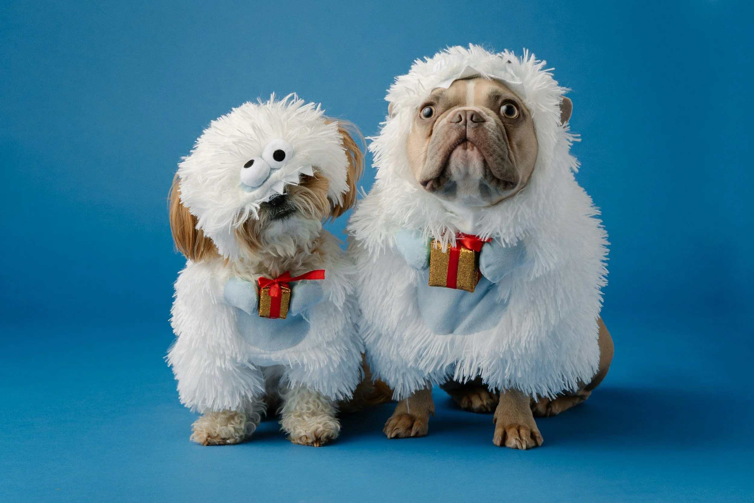 Howl-O-Ween Pet Fundraiser in Lake Placid