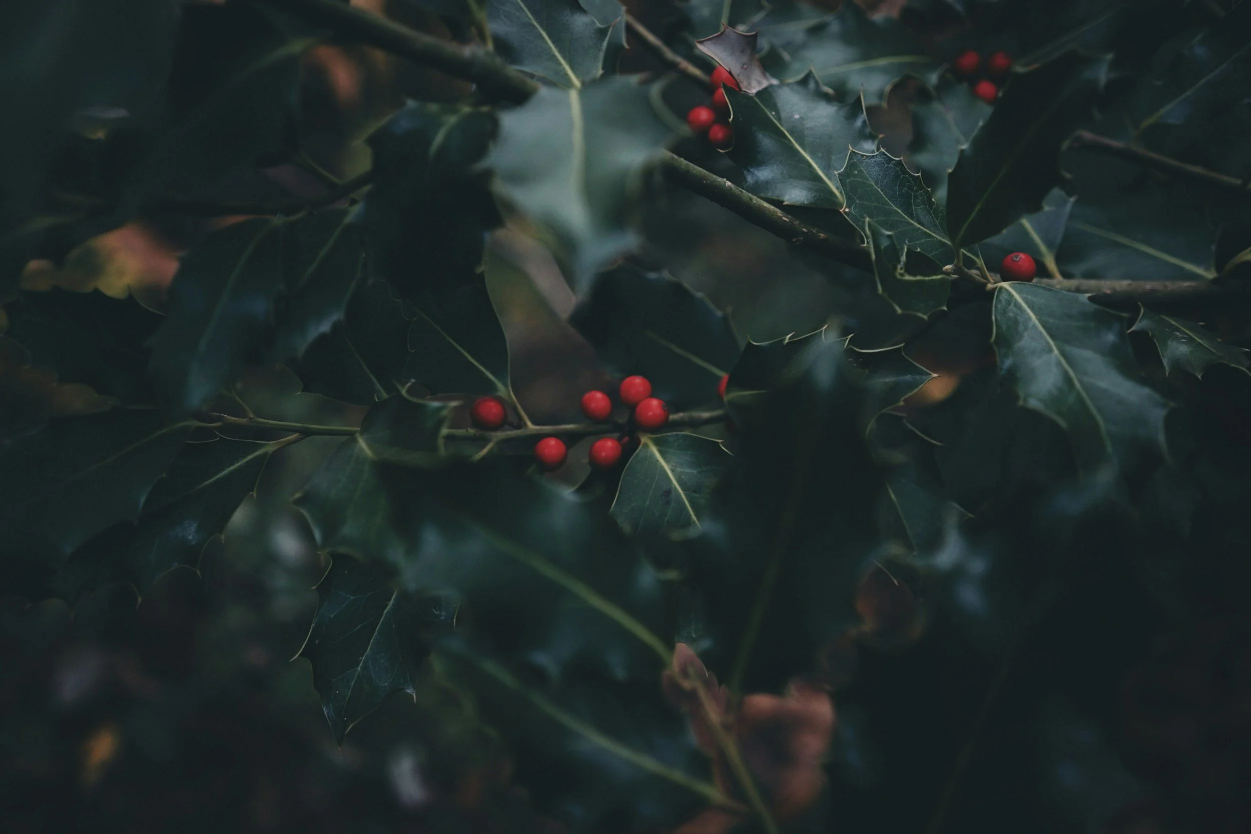 Picture of holly growing in the Adirondacks in December