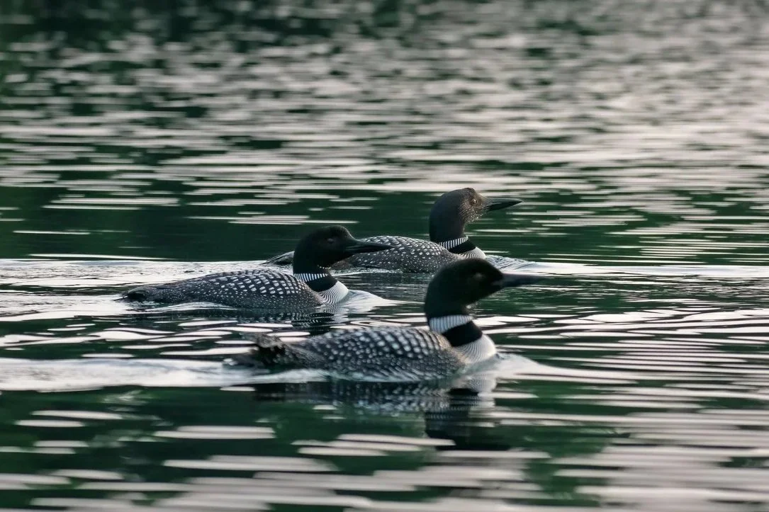 Loon Zoom: A Story About the Recovery of the Common Loon | January 15, 2026