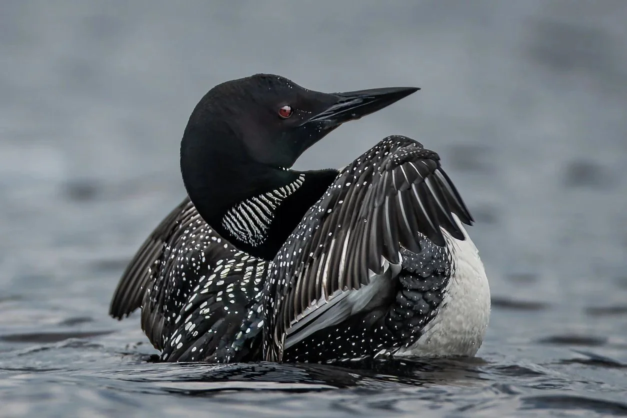 Love Adirondack Loons? Learn—and Support Them—From Anywhere