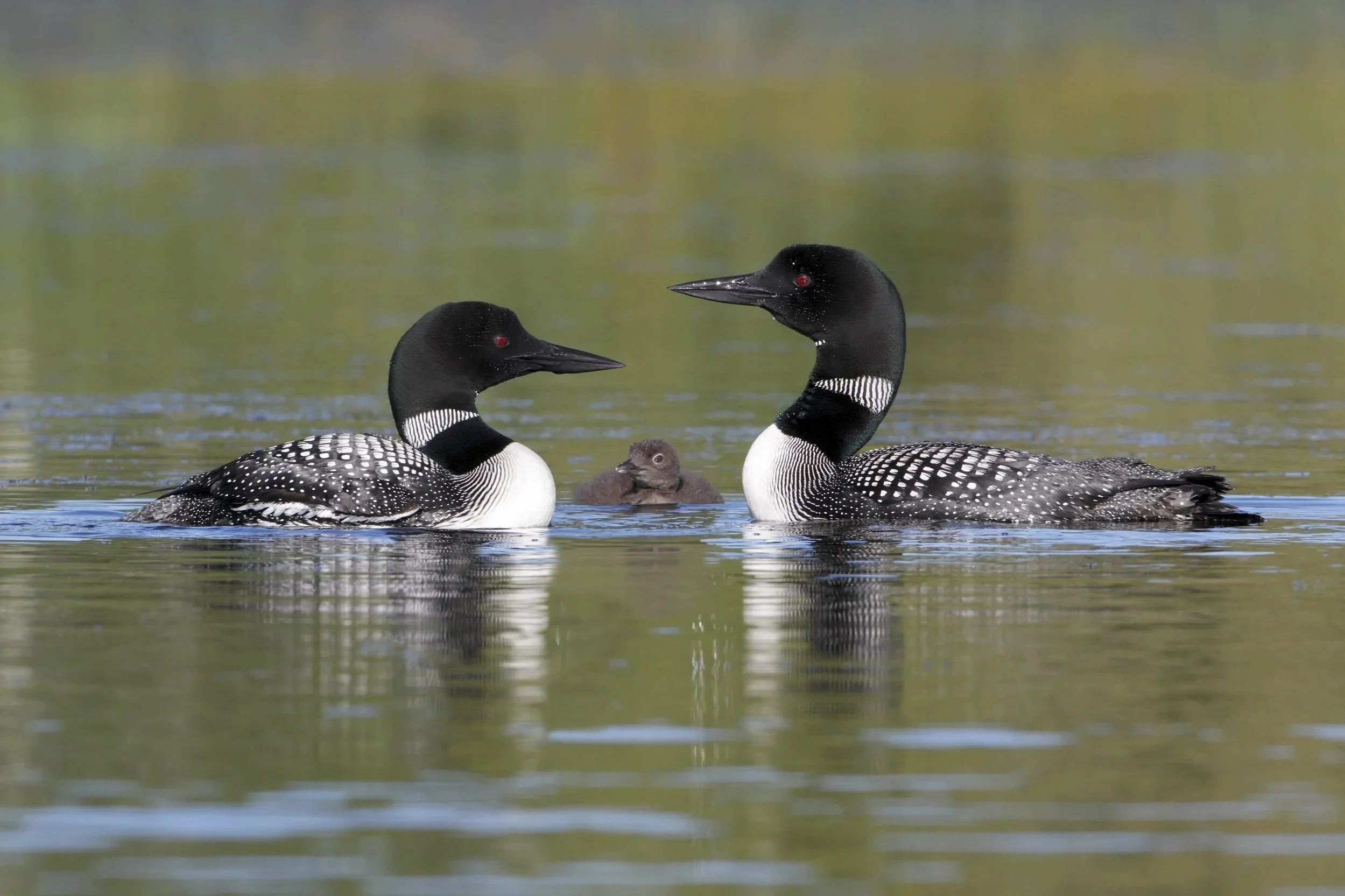 Loon Zoom: Looking Back, Looking Forward | Virtual Event | April 16, 2026