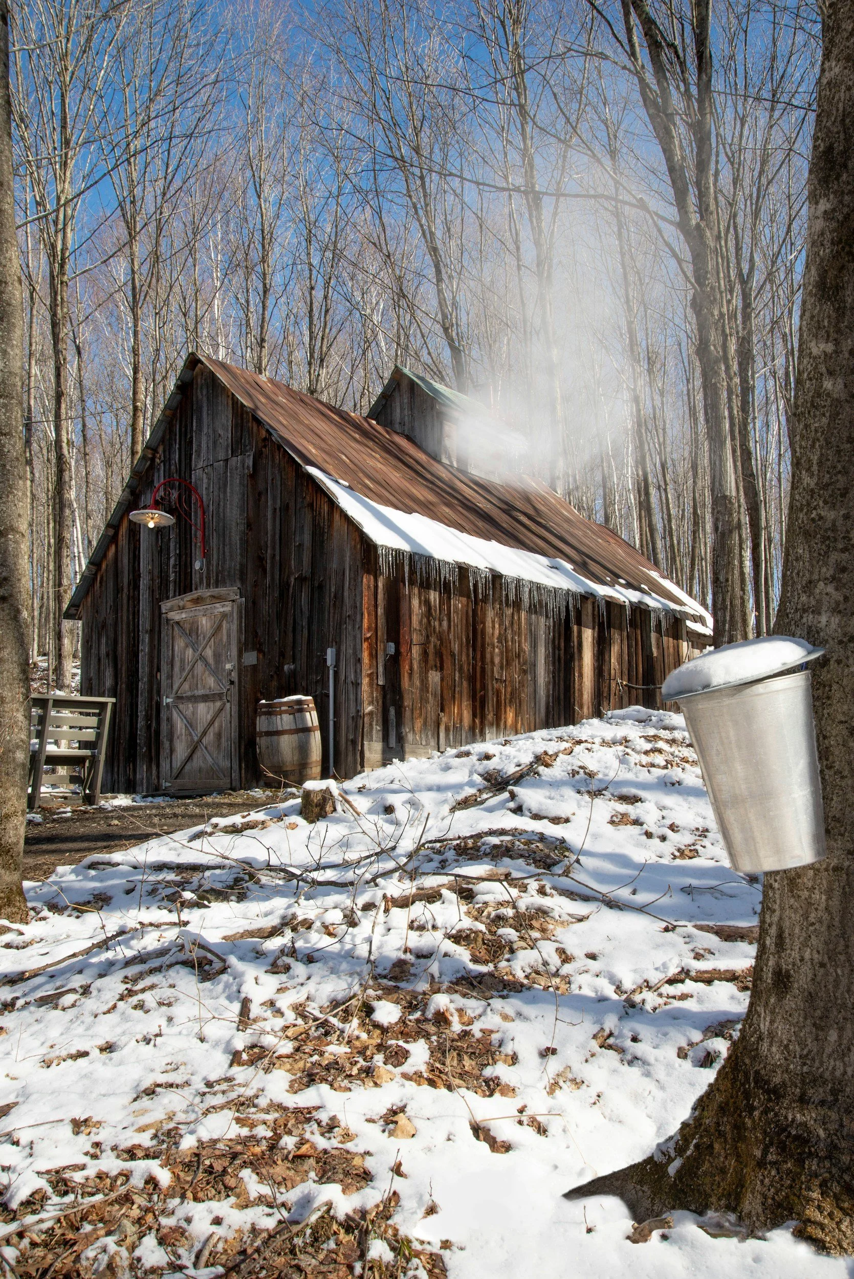 Maple sugar shack in the Adirondack woods boiling sap to make 100% pure maple syrup.