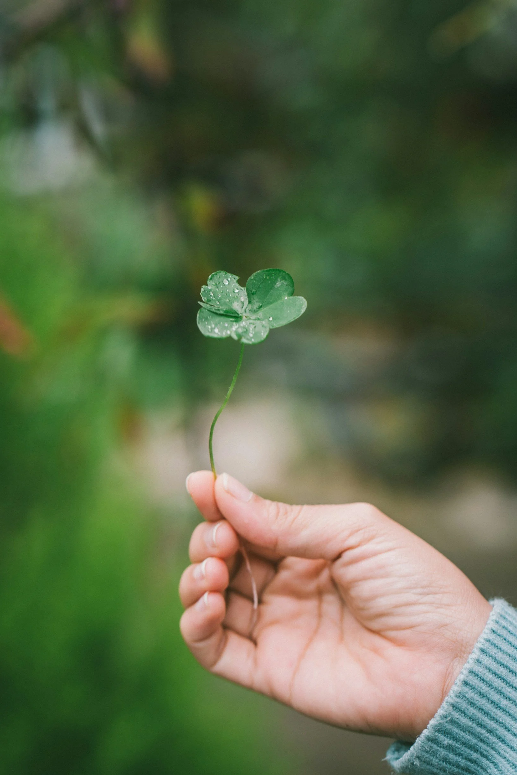Four leaf clover representing good luck on St. Patrick's Day.