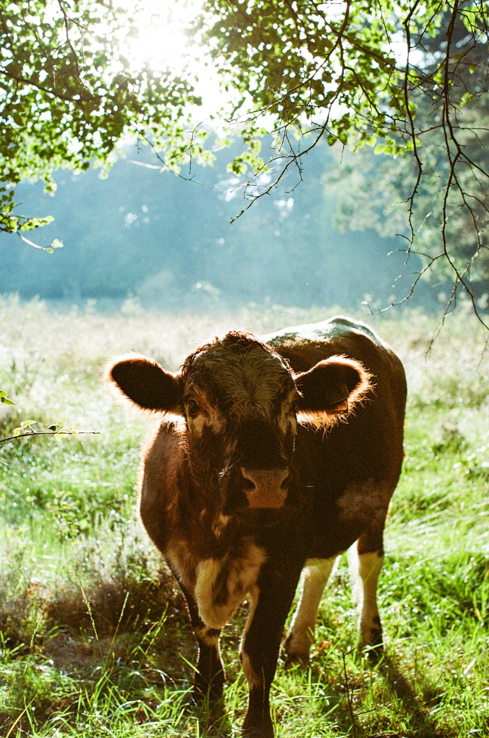 Milk from Brown Swiss cows makes Sugar House Creamery''s cheese exceptional.