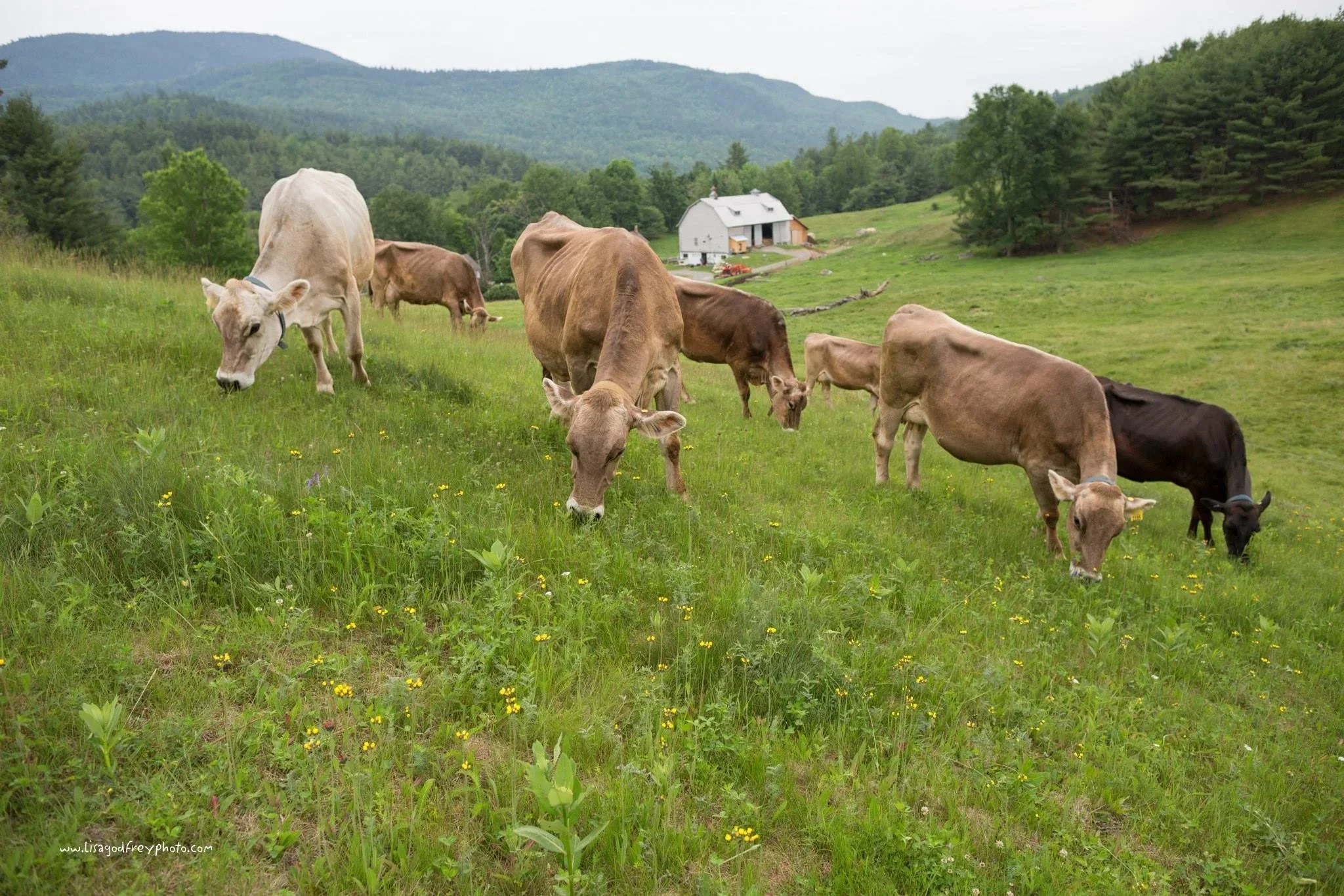 Sugar House Creamery in Upper Jay, NY: Crafting Memorable Adirondack Cheeses