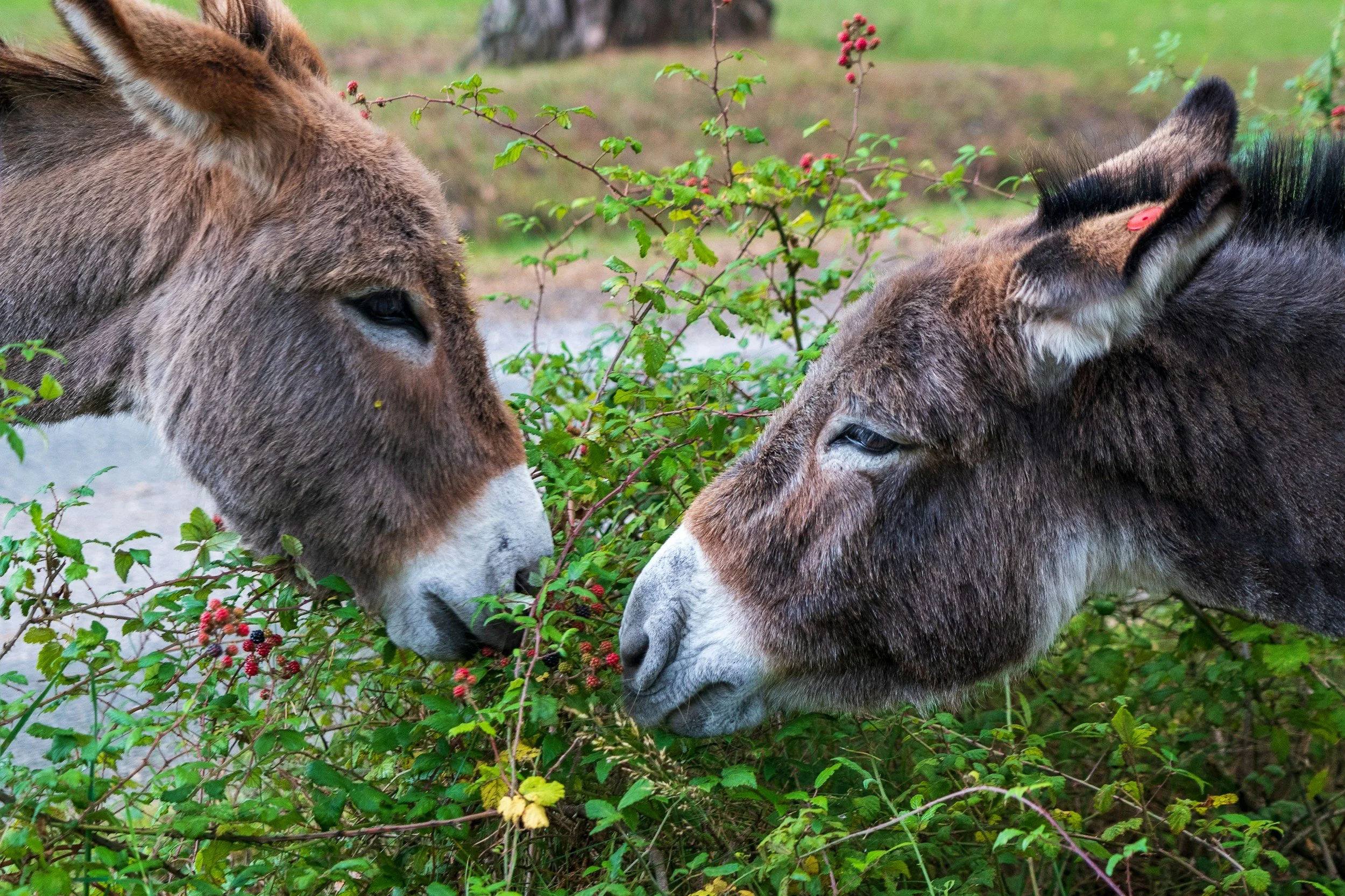 friendly live donkeys at Chestertown's Circle B Ranch