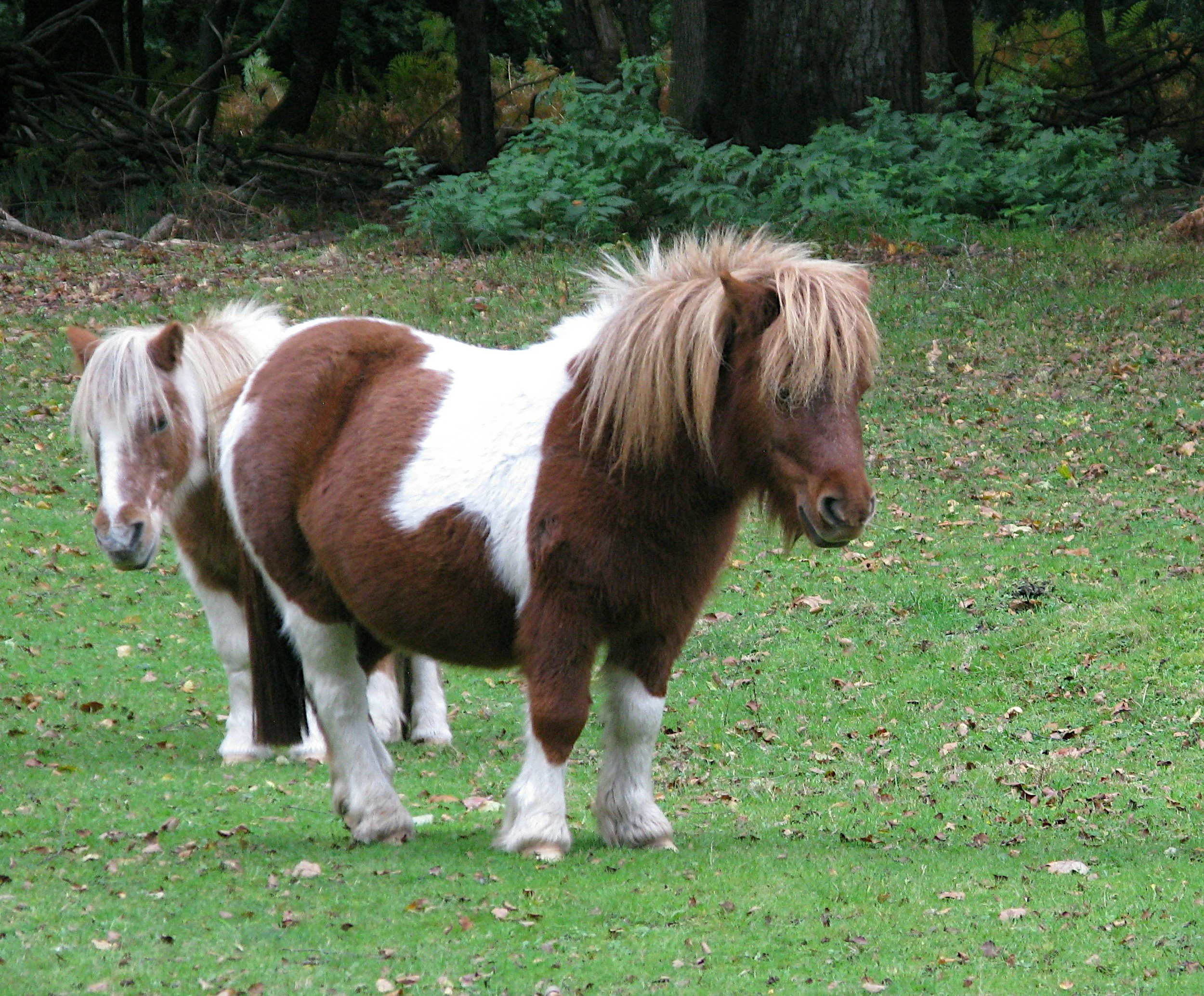 Circle B Ranch's mini-horses.