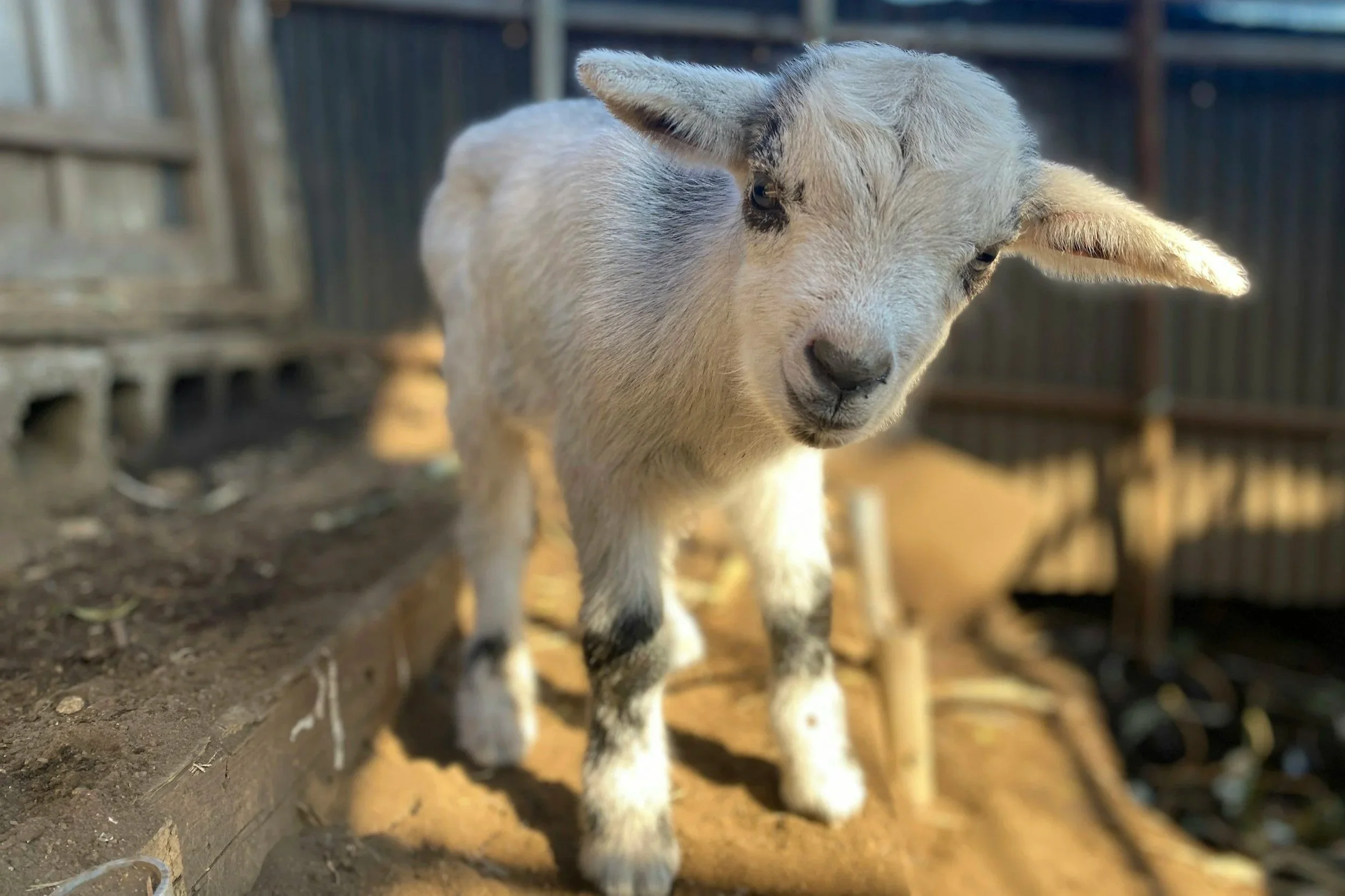 Best Adirondack Events This Weekend: April 9–12, 2026