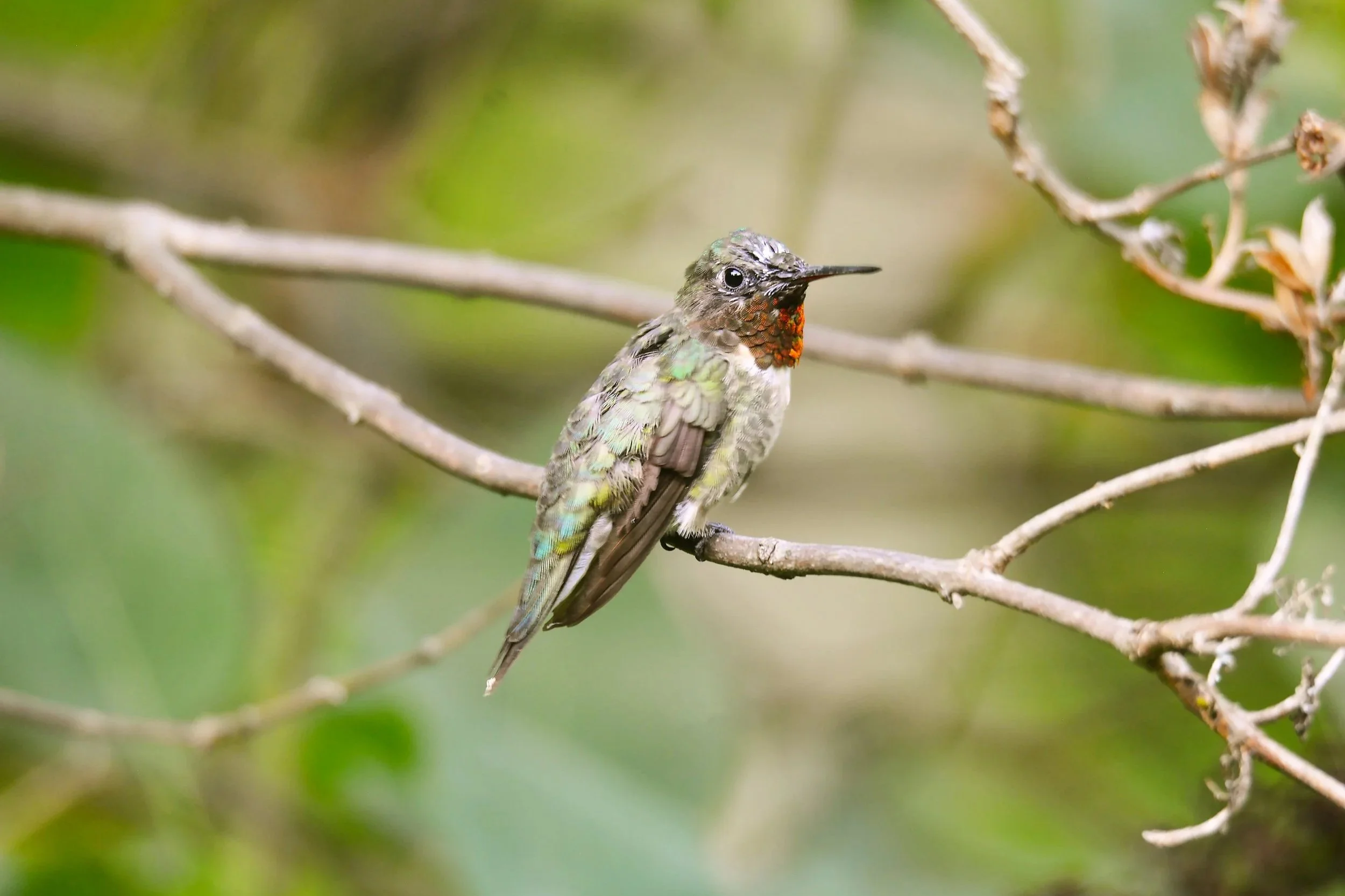 Adirondack Boreal Birding Festival | Hamilton County | June 4-7, 2026