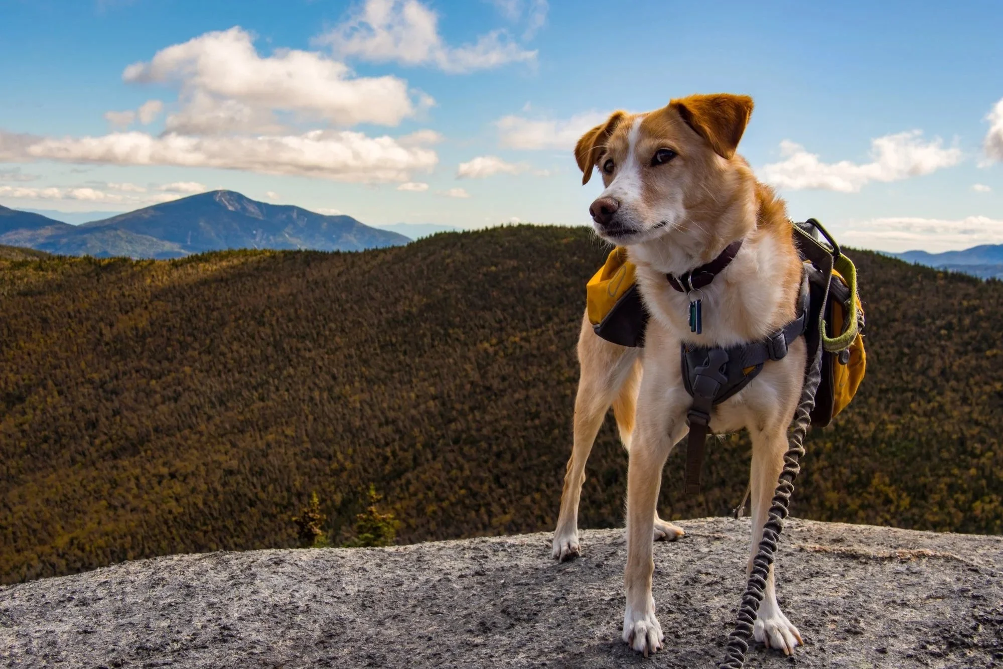 Paws in the Peaks Brings a Tail-Wagging Fundraiser to Paul Smith’s College