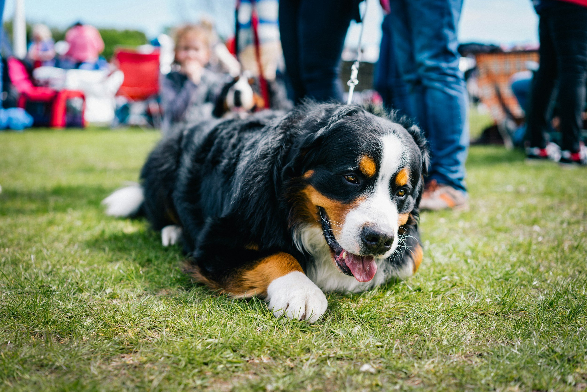 Dog in a park enjoying itself.