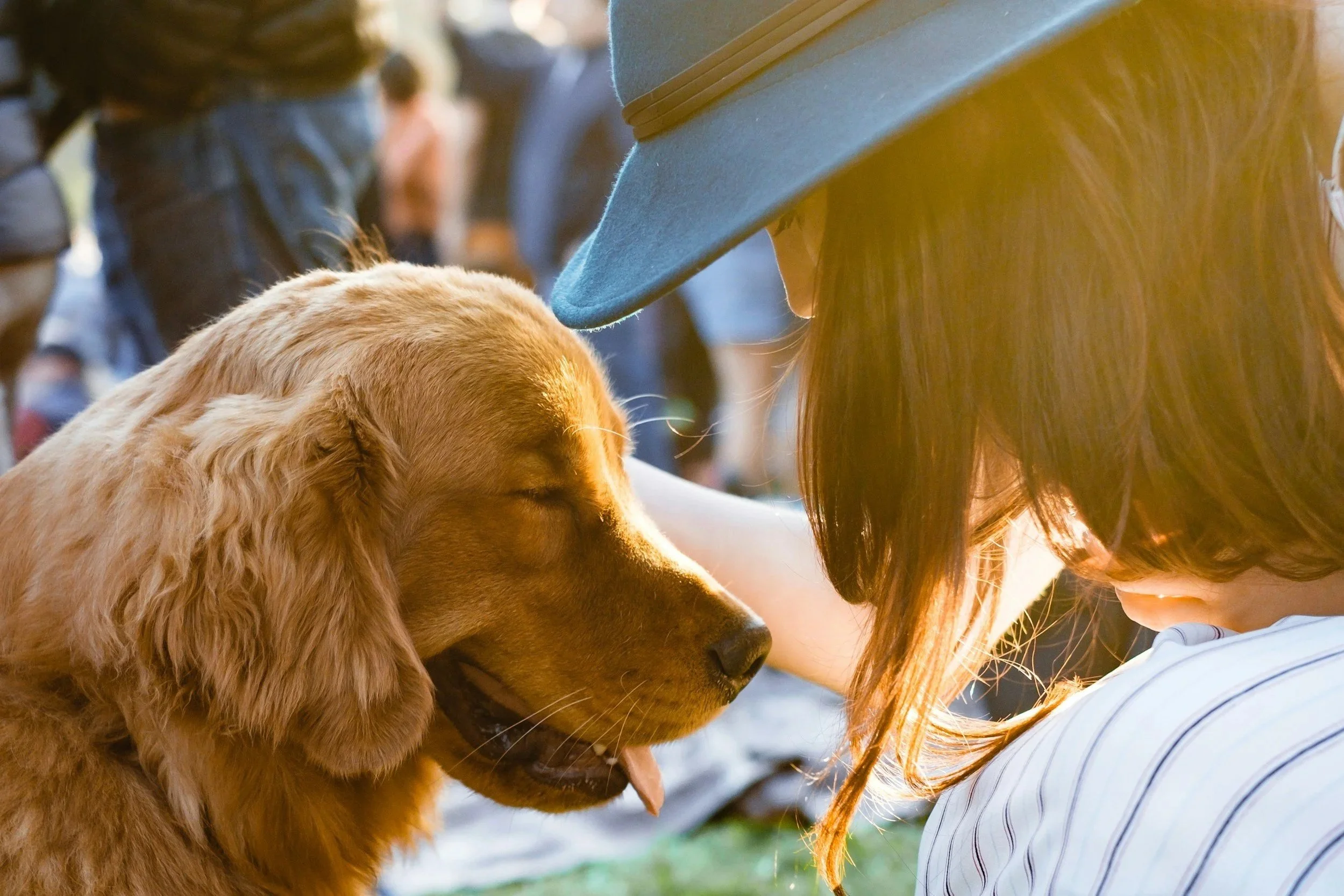 Pet Fest | Glens Falls | May 17, 2026
