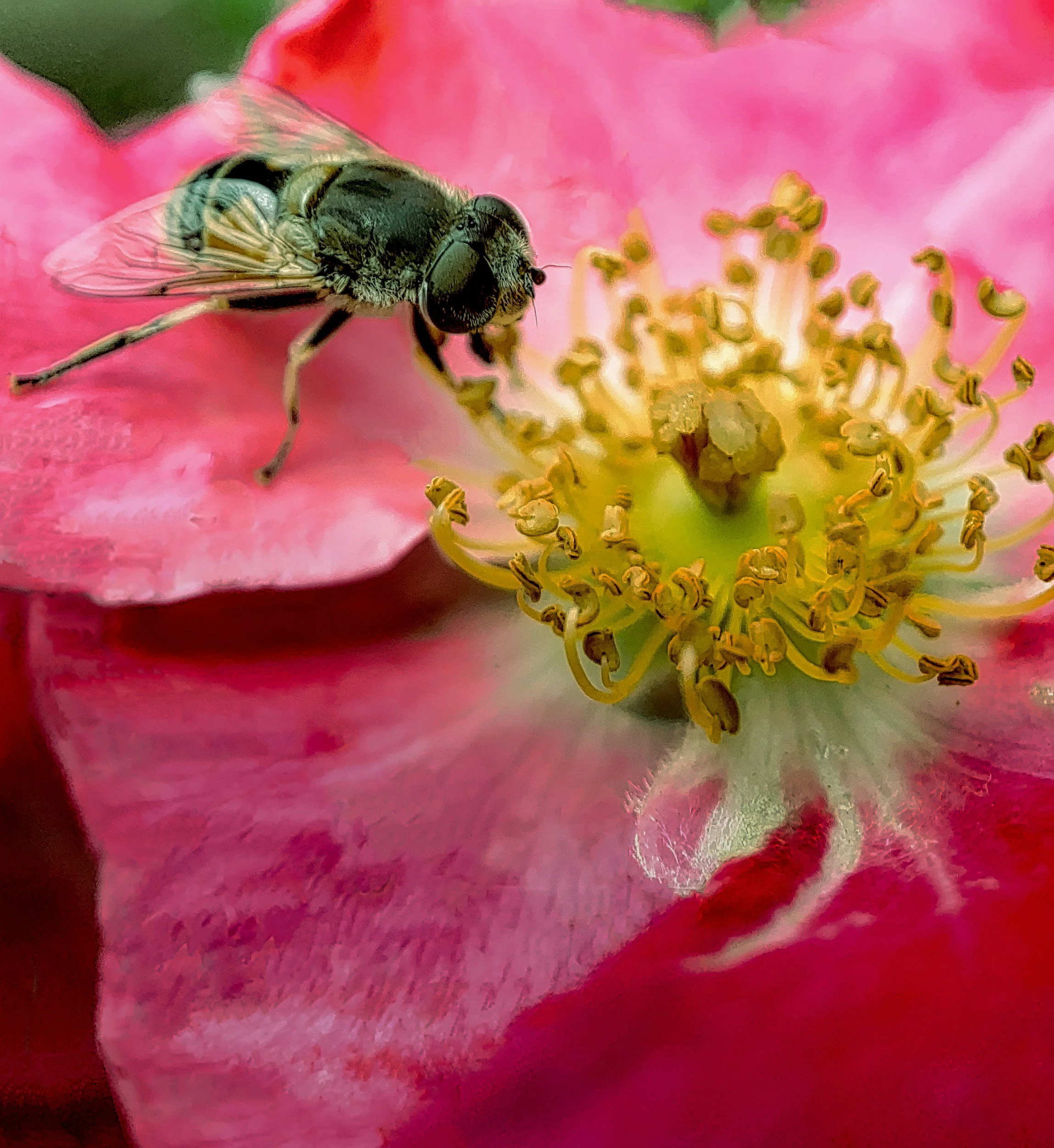 Adirondack Black Fly on a flower