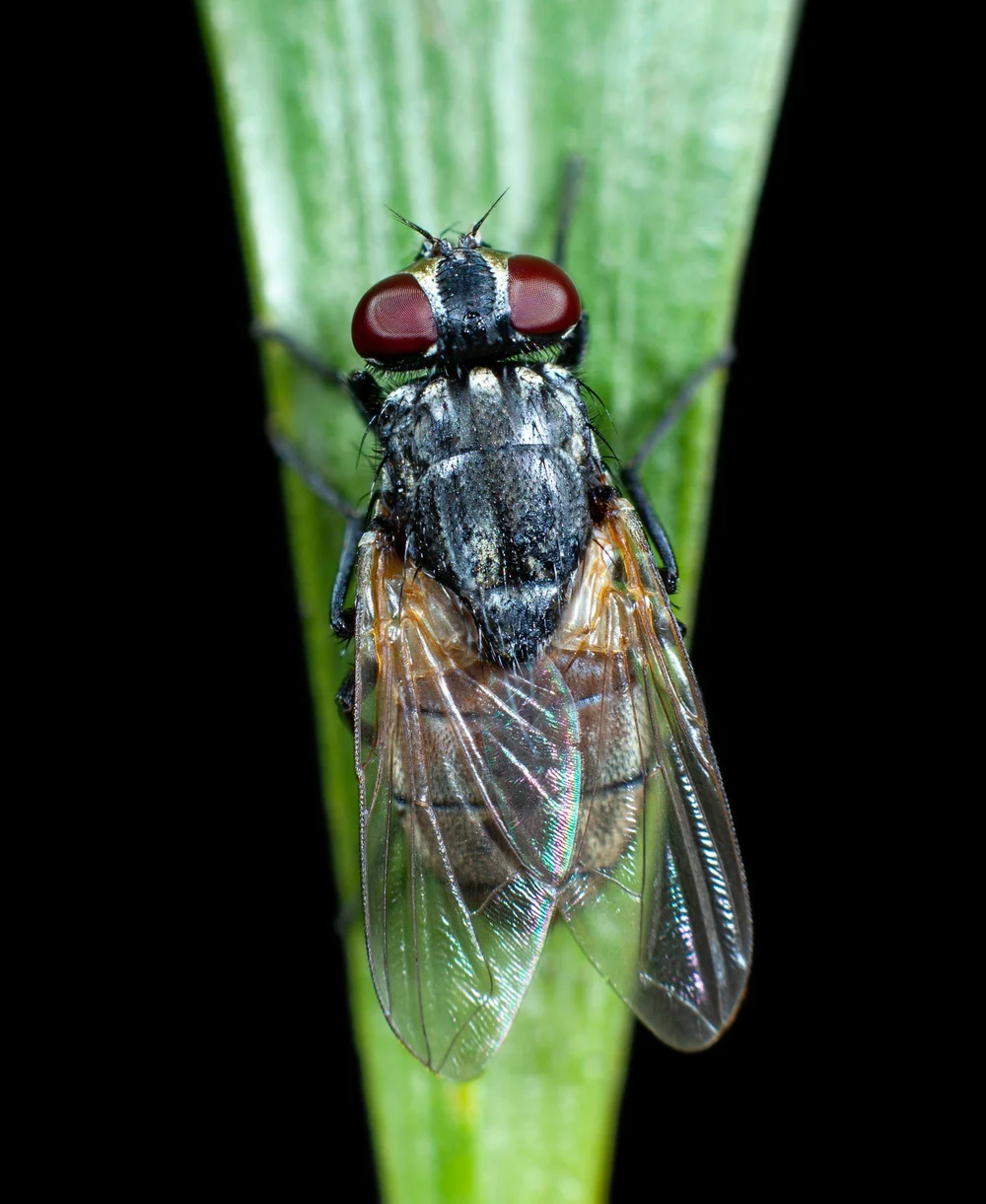 Black Fly Rome How to Survive Black Fly Season in the Adirondacks (2026 Guide ...