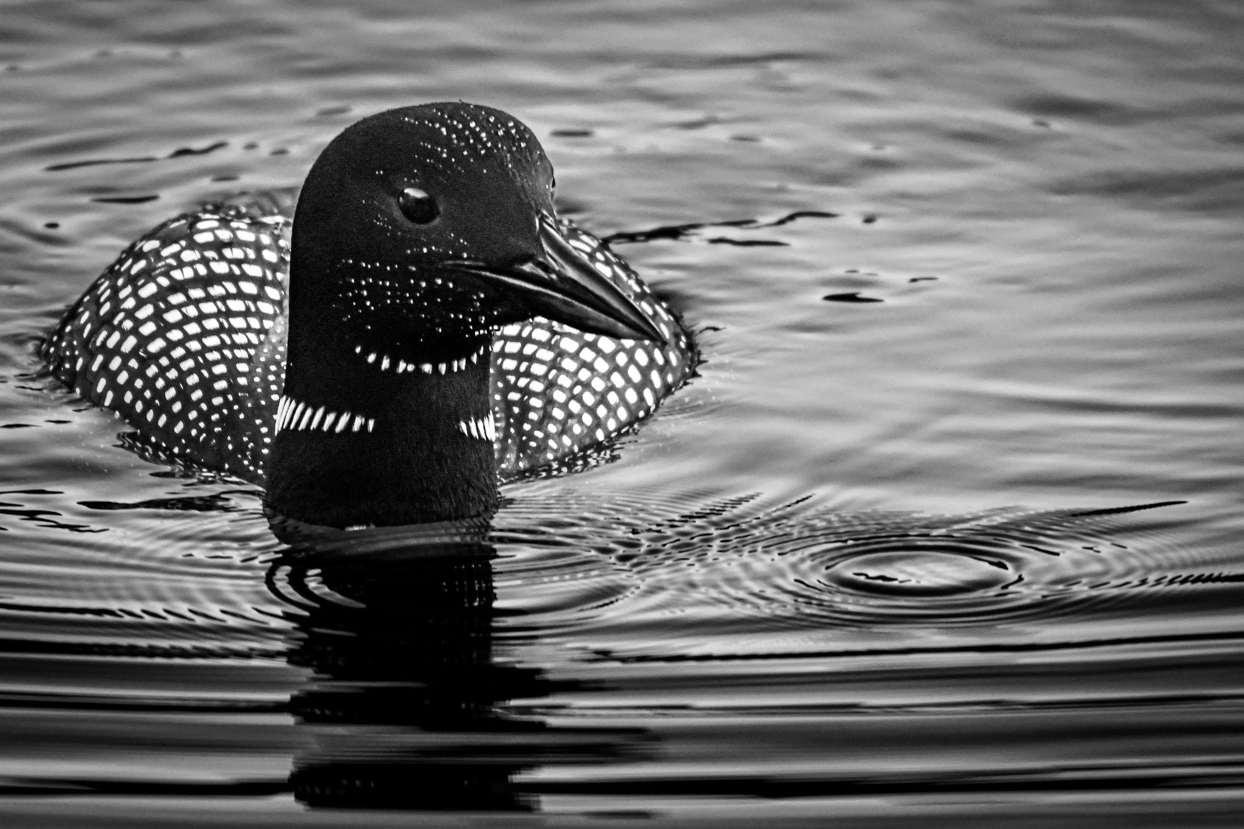 Black and white loon artwork