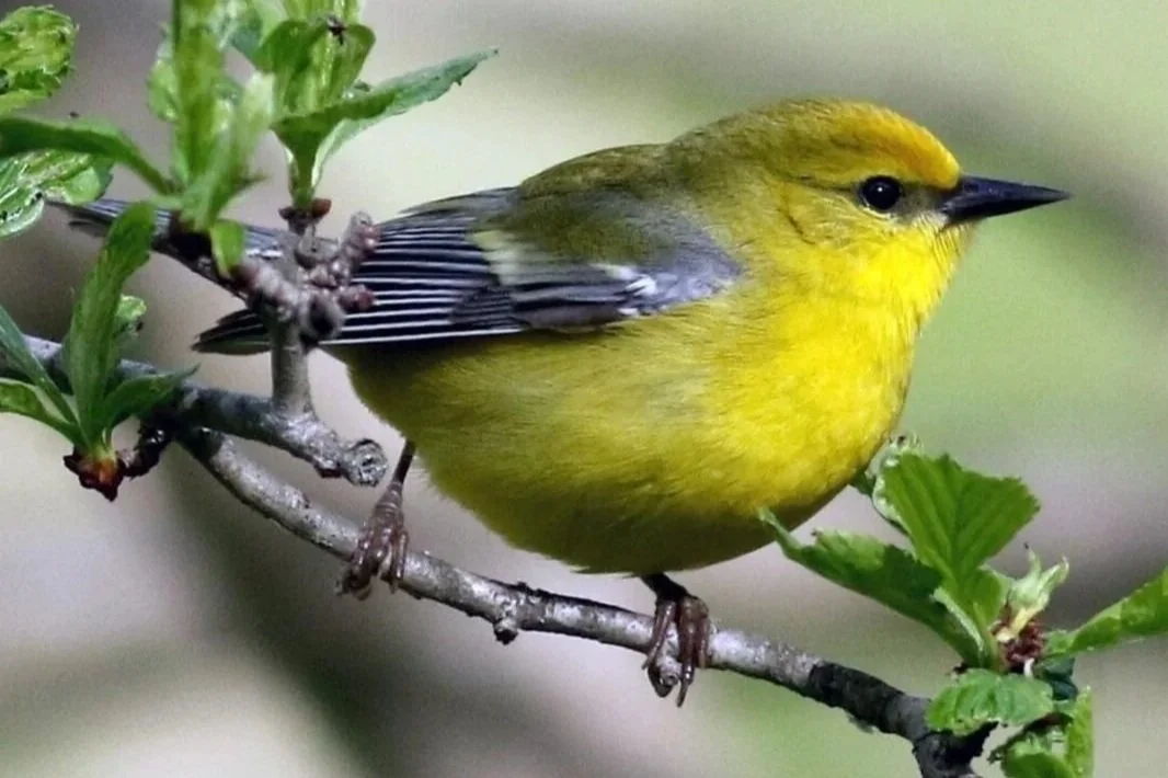 Bird Celebration | North Creek | June 12-13, 2026