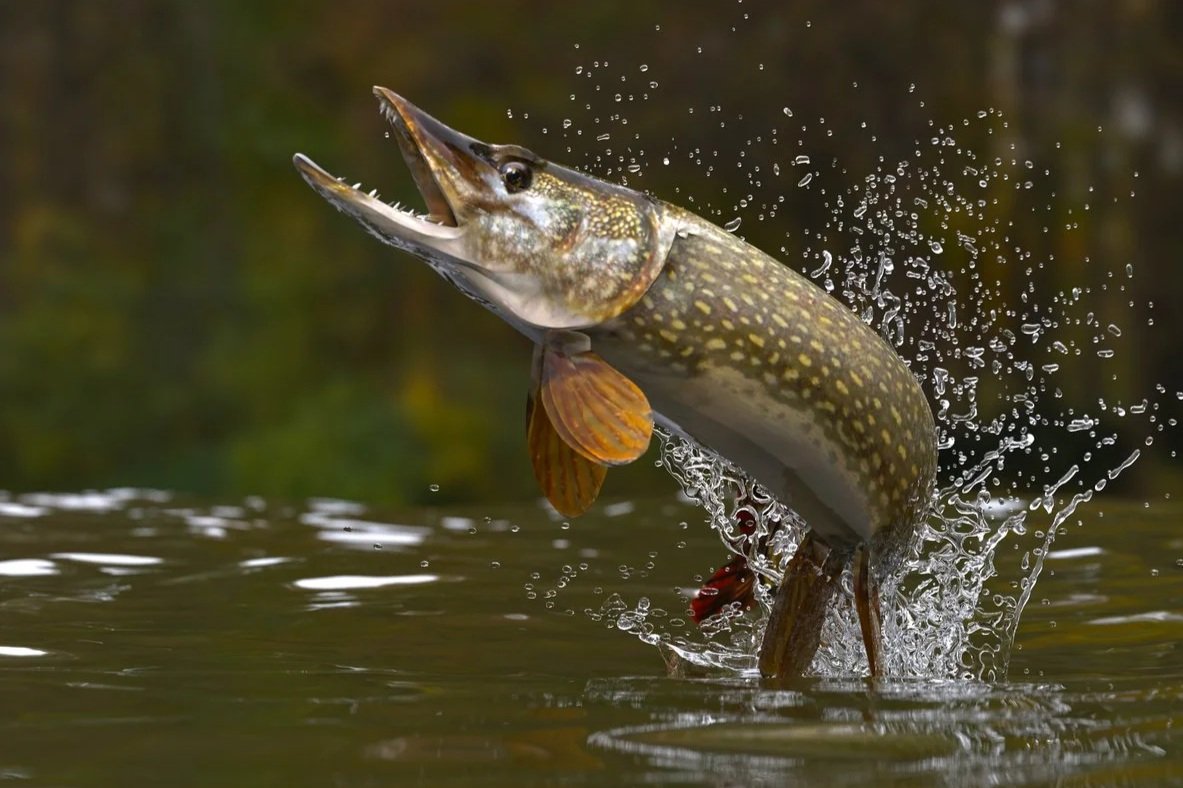 Bass and Pike Fishing Derby | Long Lake | June 20, 2026