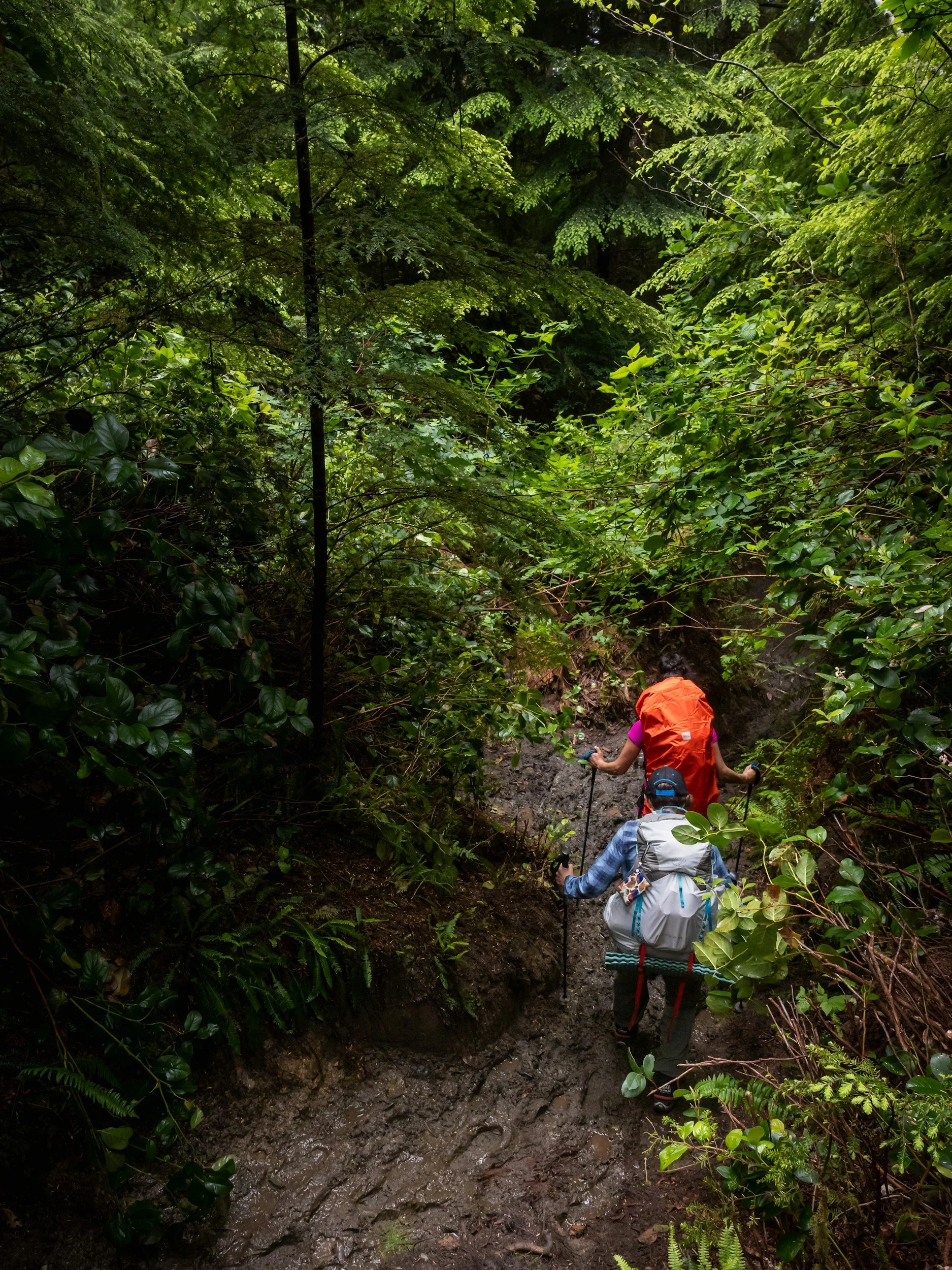 trekkers on an Adirondack mountain path.