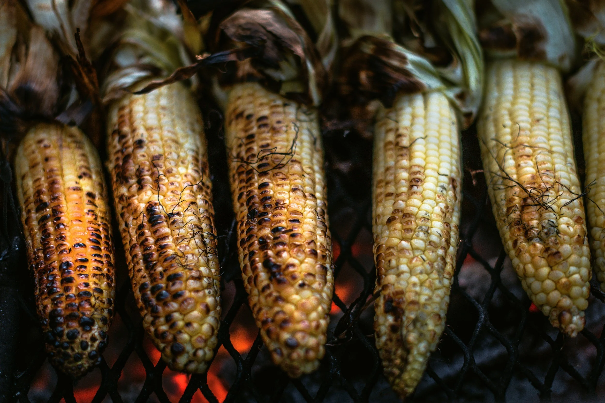 Fresh sweet corn on the cob grilled over an Adirondack campfire.