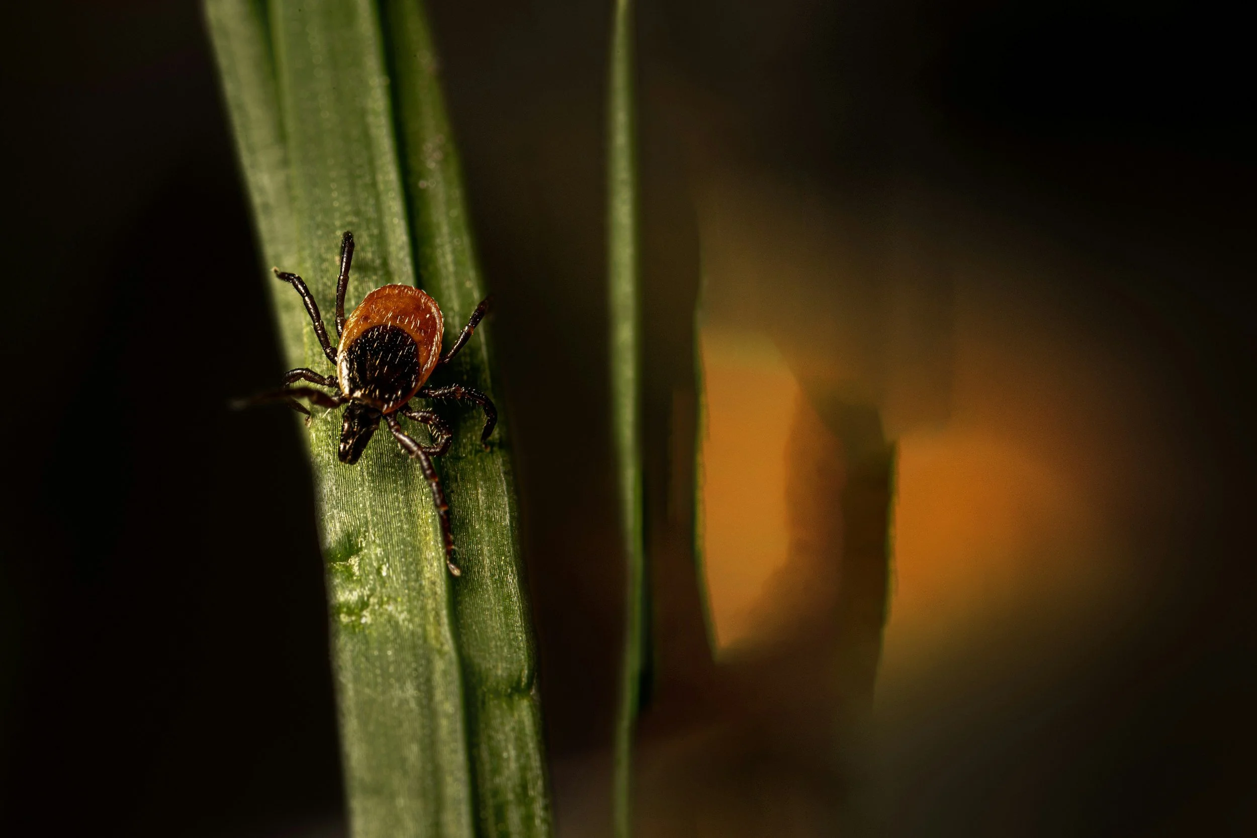 Common deer tick in grass.