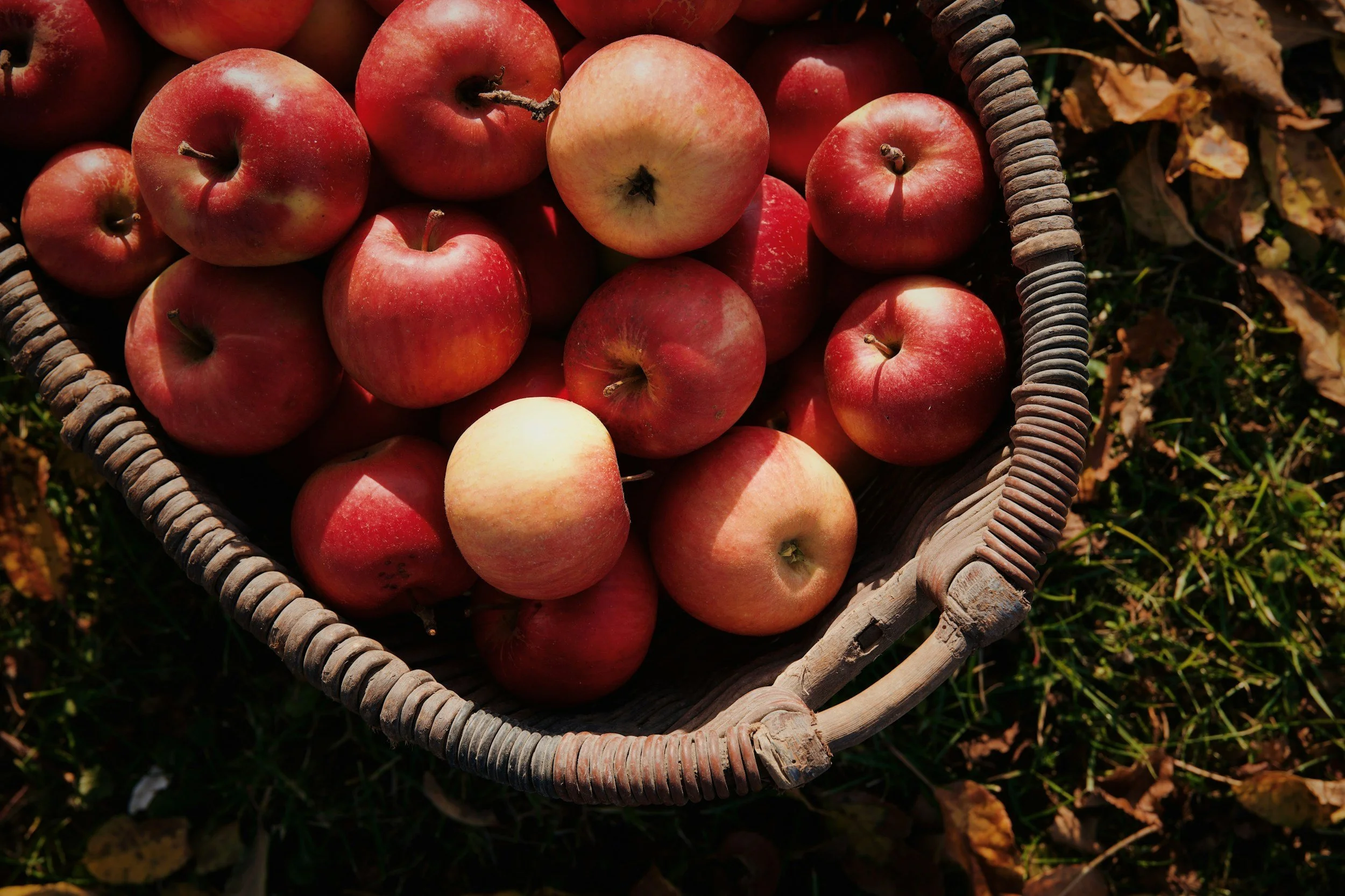 apples in a basket for the warrensburgh annual apple festival