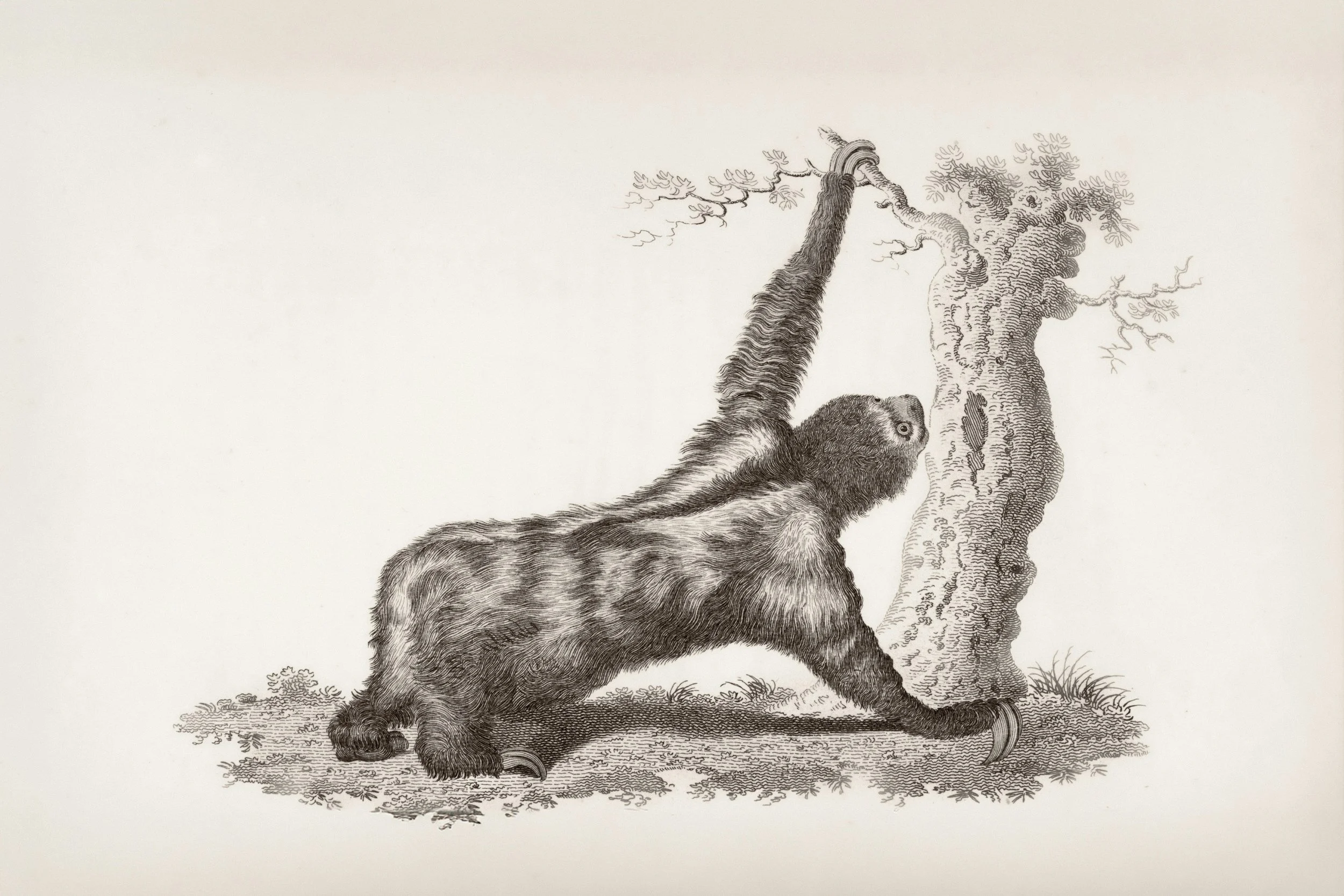 19th century illustration of bigfoot.