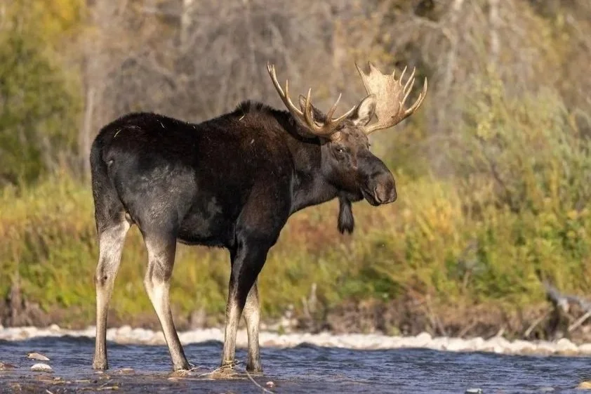 Great American Adirondack Moose.