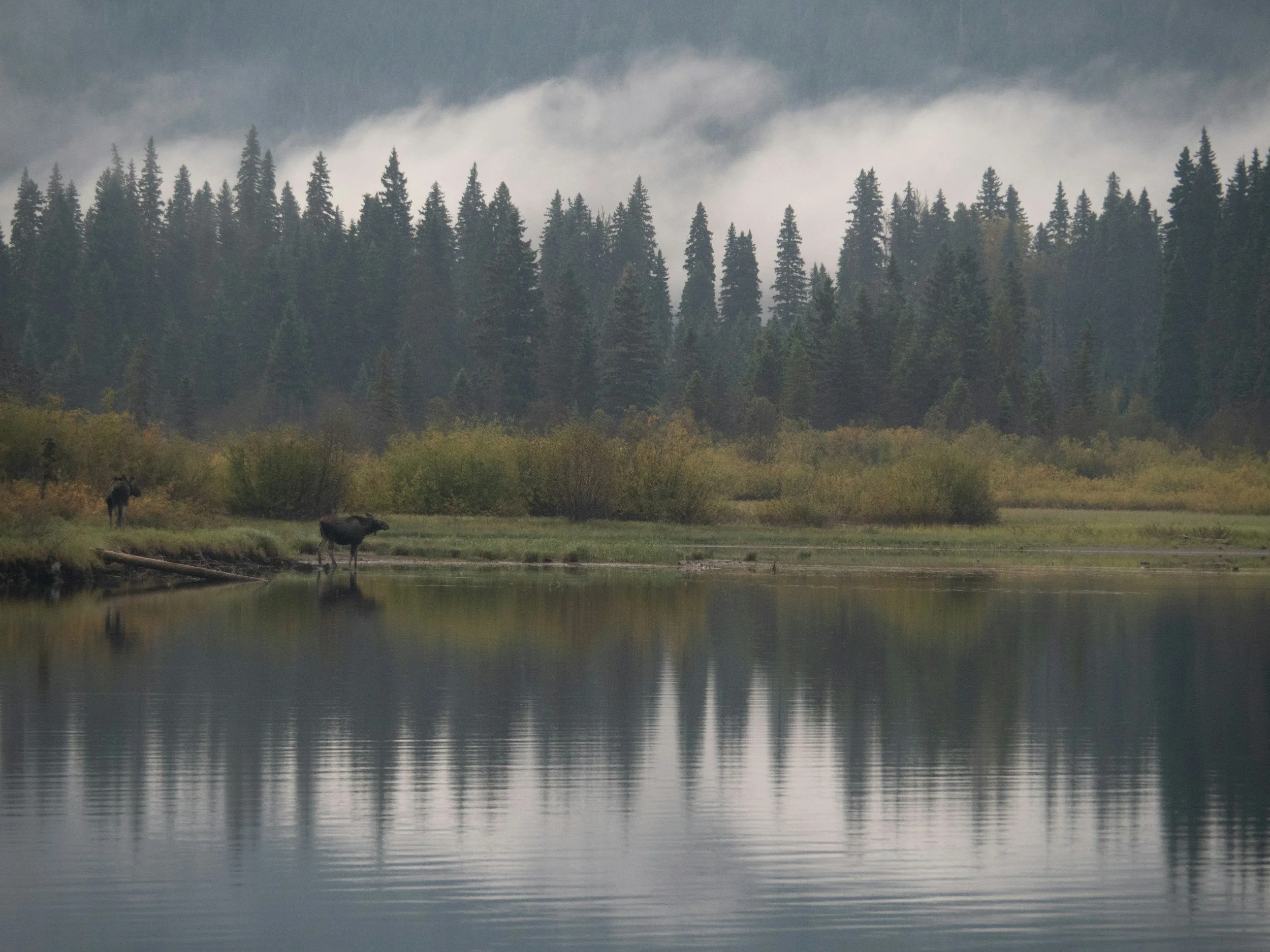 moose on the edge of a lake in the Adirondack wilderness.