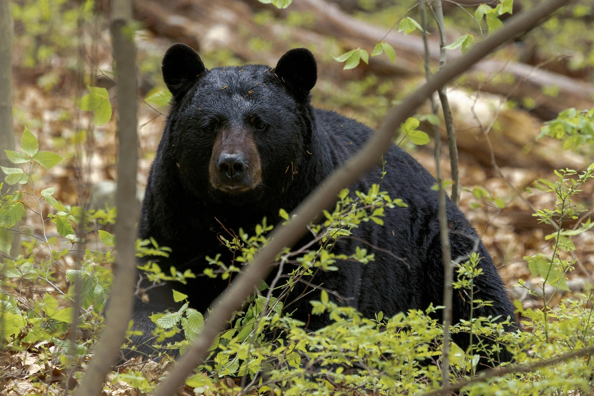 Adirondack black bear.