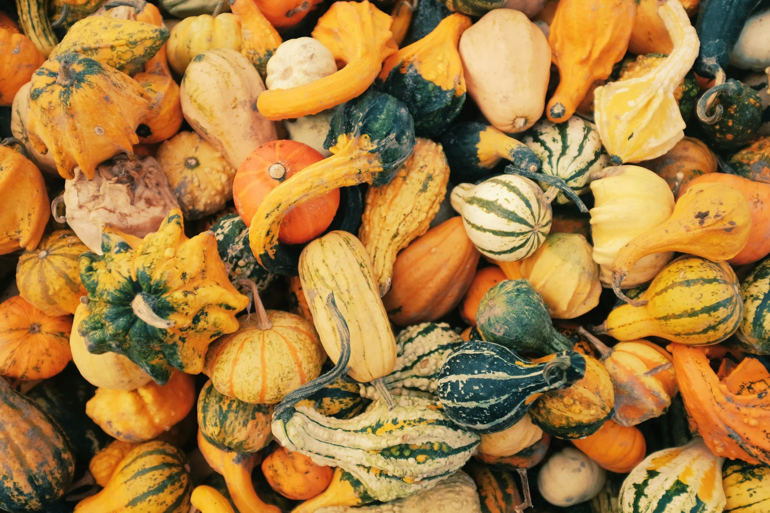 autumn squashes at an Adirondack Harvest Festival