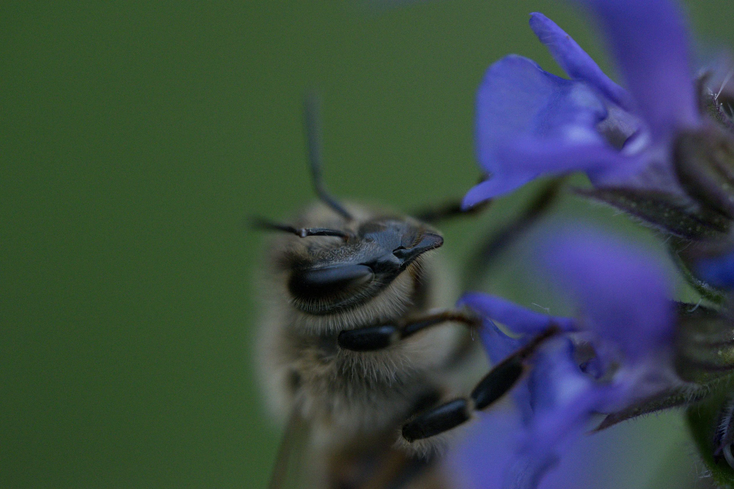bees pollinating an adirondack garden