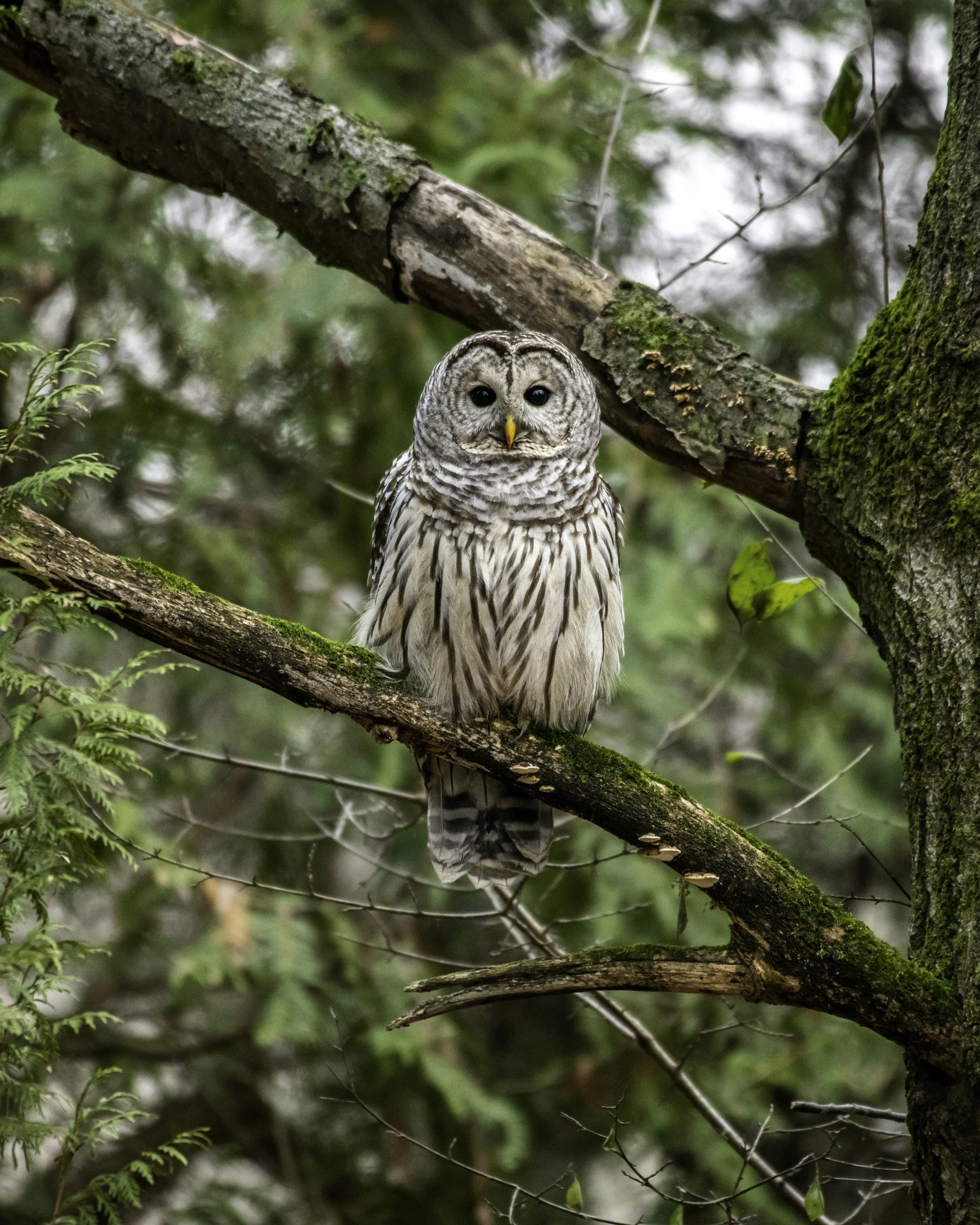 Barred owl in Moreau Lake State Park.