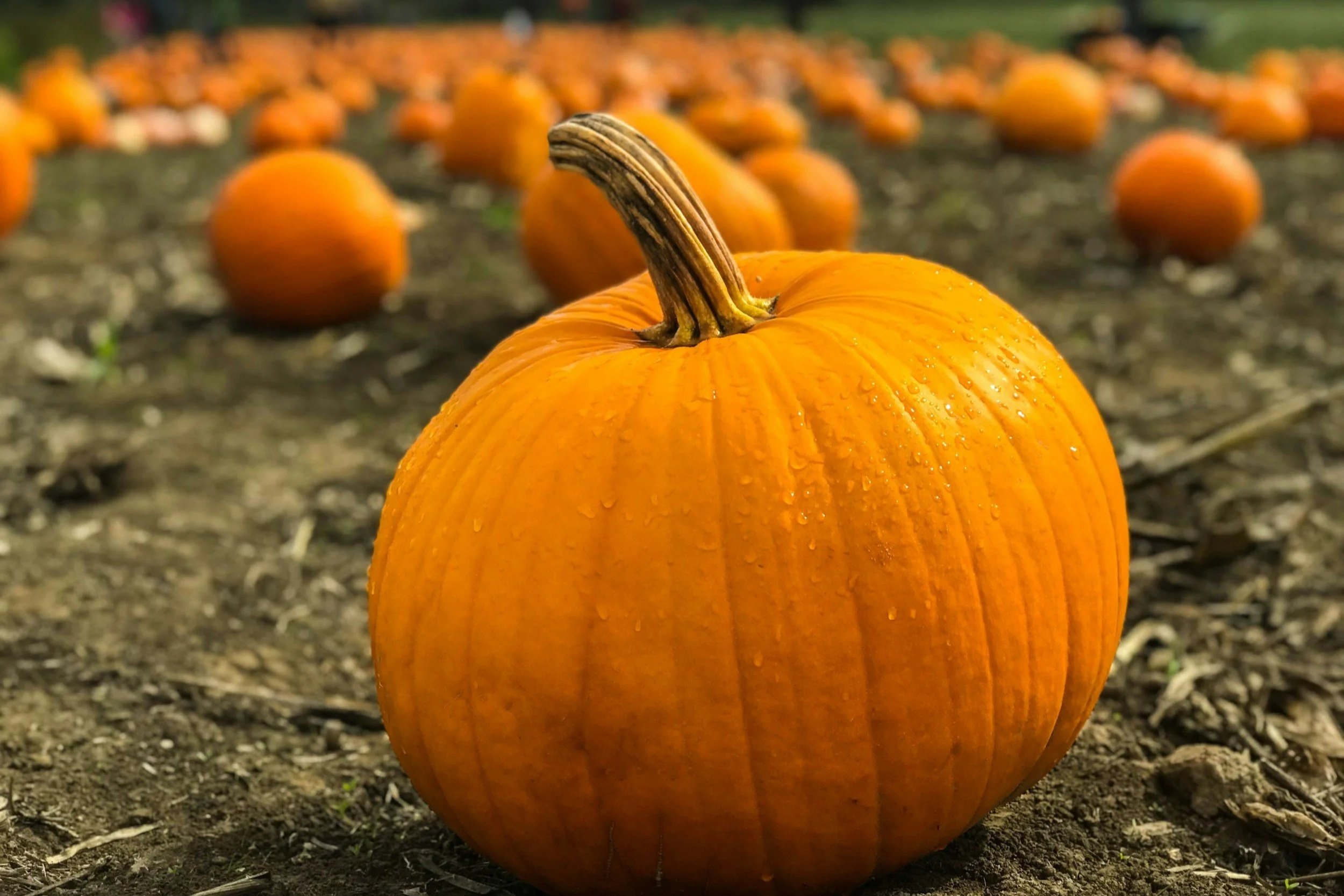 Fall Isn't Finished: Another Adirondack Weekend Worth Getting Out For